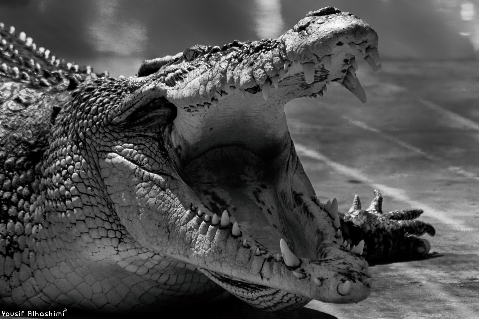 zvěř, černobílý, fotografování, Volně žijících živočichů, Kánon, Malajsie, krokodýli, Černý a bílý, expozice, zvíře, divoký, tělesné, plaz, natgeo, krokodýl, canon7d, fauna, národní geografie, Kuala Lumpur, dinosaurus, aligátor, Černý a bílý, monochromatické fotografování, zblízka, čenich, organismus, čelist, tyrannosaurus, Crocodilia, krokodýl nilský, kuala, stock photography