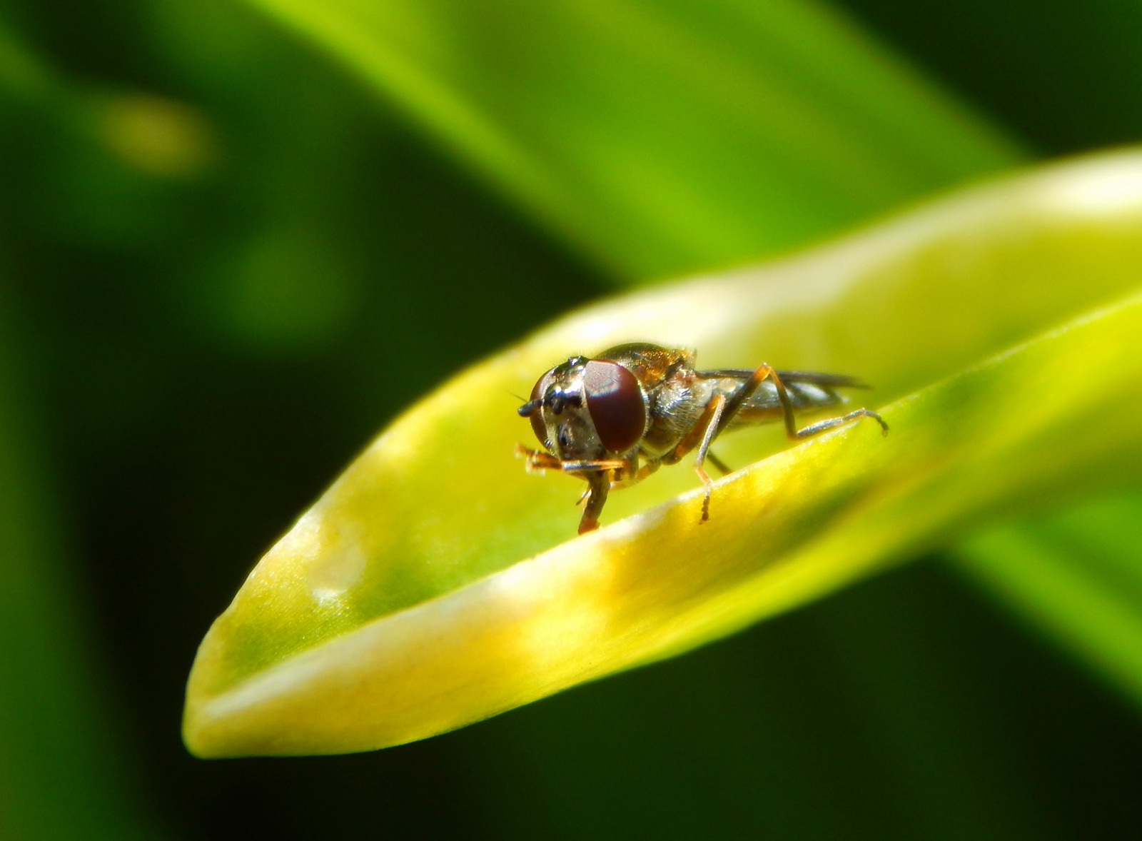 svět, divoký, Příroda, krása, zvíře, fauna, yard, zahrada, Létat, list, jaro, oči, zadní dvorek, přírodní, rodák, Volně žijících živočichů, smět, čurat, zvonek, Beasties, hoverfly, jaro, invertní, bezobratlý, diptera, animaleyes