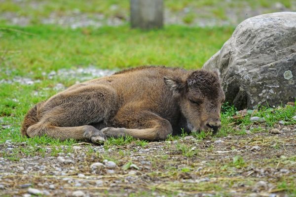 grass,bison,calf,lying,stone