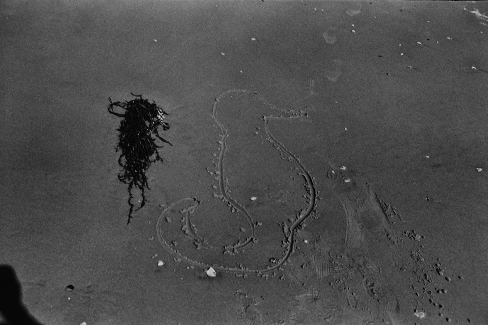 výkres, Černá, černobílý, sníh, pláž, Měsíc, ráno, atmosféra, astronomie, Mořská řasa, Černý a bílý, počasí, oceán, analogový, film, mořský koník, tma, konverzace, Atmosféra Země, Černý a bílý, monochromatické fotografování, astronomický objekt, mluvení