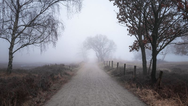 Straße,draußen,Nebel,Bäume