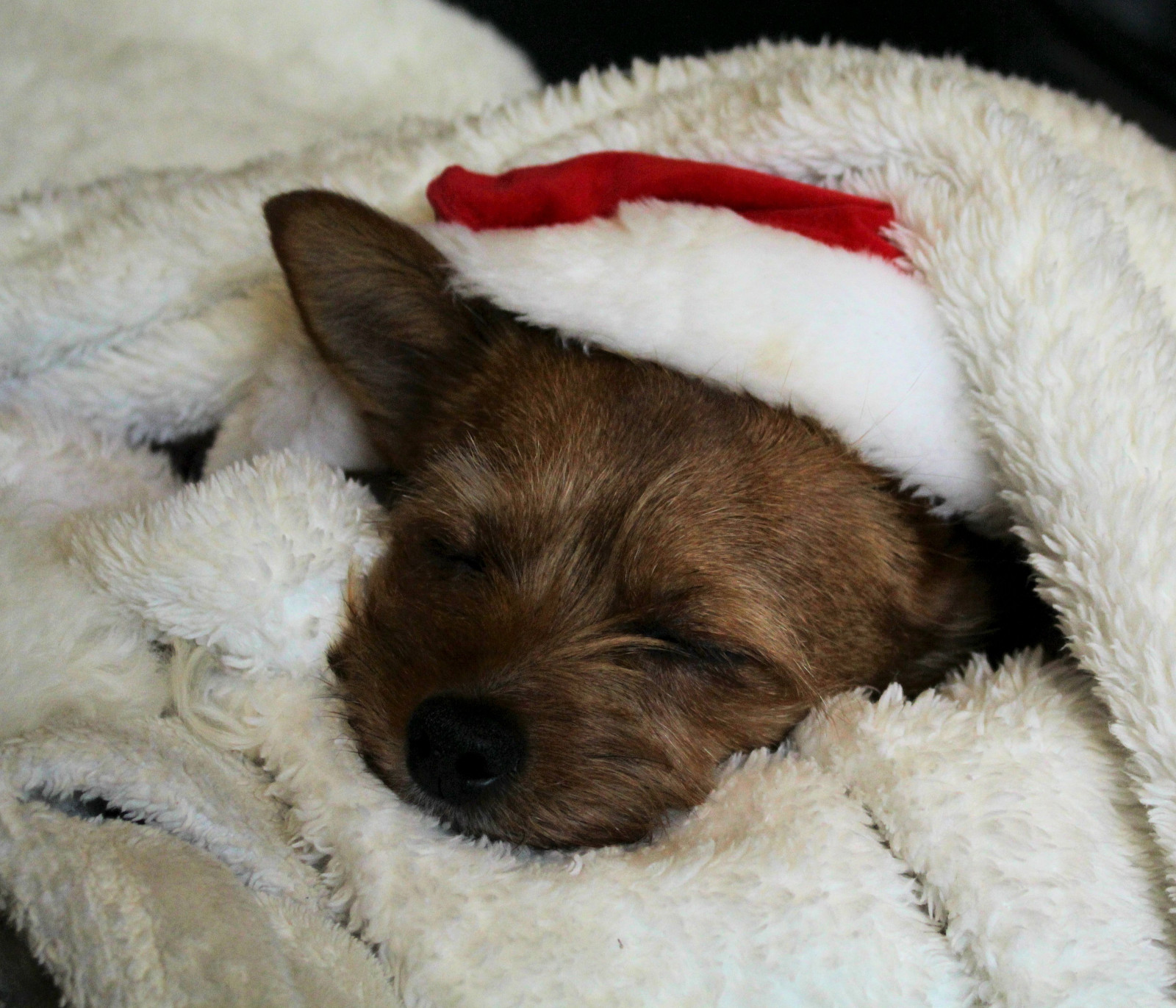 spací, Pes, Kánon, Vánoce, Dovolená, Domácí mazlíčci, unavený, santa, spát, Vánoce, štěně, savec, obleč se, obratlovců, pes jako savec, psí plemeno skupina, psí kříženci, psí plemeno, teriér, yorkiepoo, Norfolk teriér, Norwich teriér, veselé Vánoce, Cairn teriér