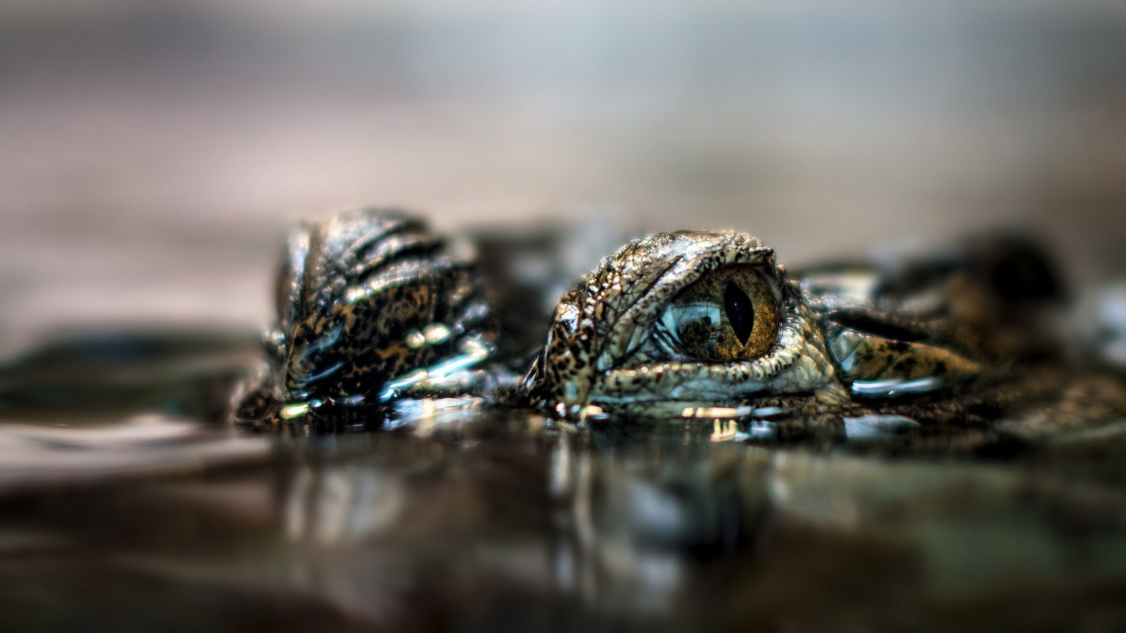 animali, acqua, natura, riflessione, fotografia, ramo, coccodrilli, foglia, far cadere, rettile, 2048x1152 px, avvicinamento, fotografia macro