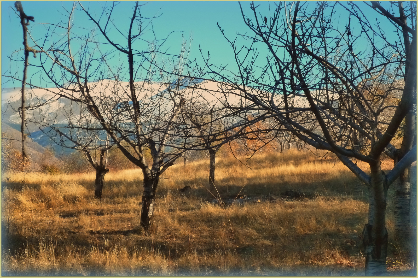 ekosystém, strom, větev, nebe, savana, ráno, zima, lučina, Volně žijících živočichů, prérie, krajina, slunečnímu záření, pole, ekoregion, tráva, jaro, křoviny, prostý, počítač tapeta, plant community, stock photography