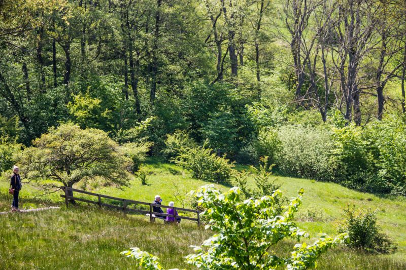 landscape,garden,nature,grass,green,forest