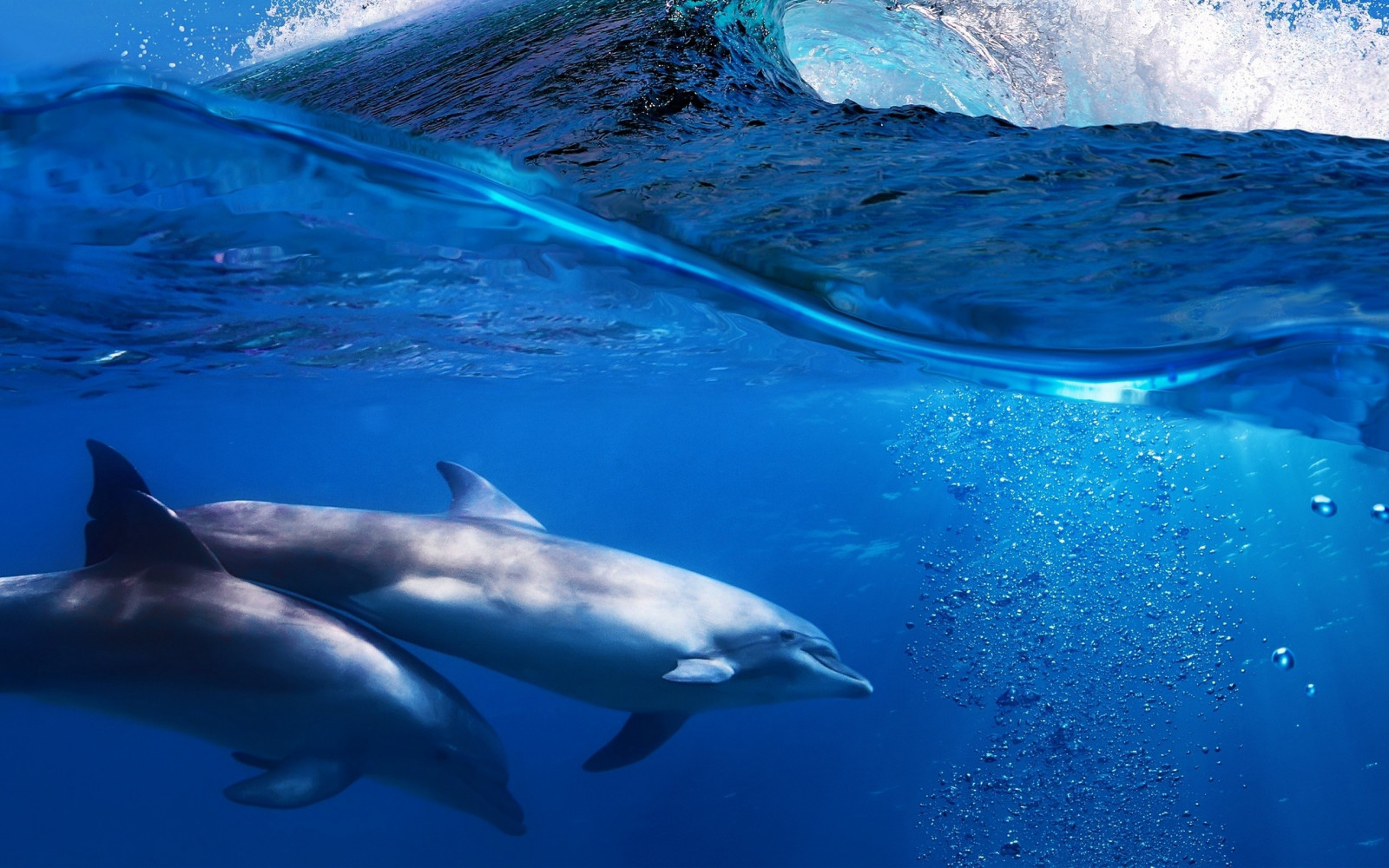 dyr, natur, undervands-, delfin, biologi, ocean, pattedyr, 2560x1600 px, hvirveldyr, havbiologi, havpattedyr, hvaler delfiner og marsvin, øresvin, kort beaked almindelig delfin, spinner delfin