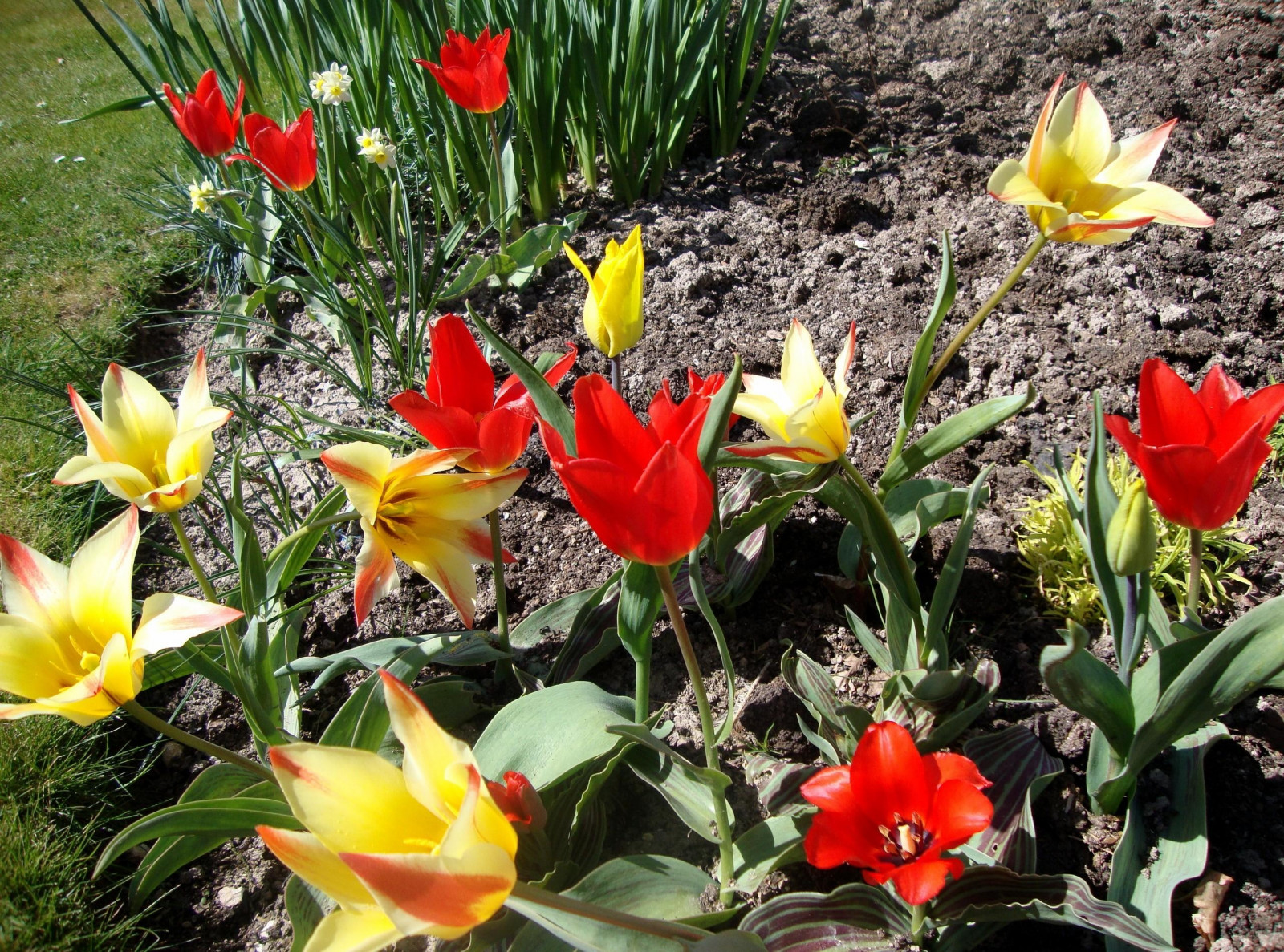 Hintergrundbilder Garten, Tulpen, Sonnig, Frühling, Taglilie
