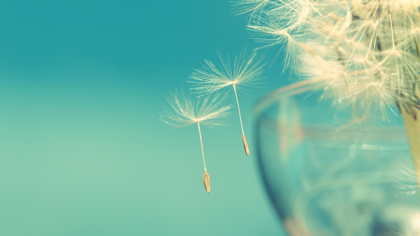 slunečnímu záření, voda, Příroda, odraz, tráva, nebe, fotografování, makro, zelená, modrý, prskavka, semena, světlo, barva, list, květ, rostlina, Atmosféra Země, zblízka, makro fotografie, tráva rodina