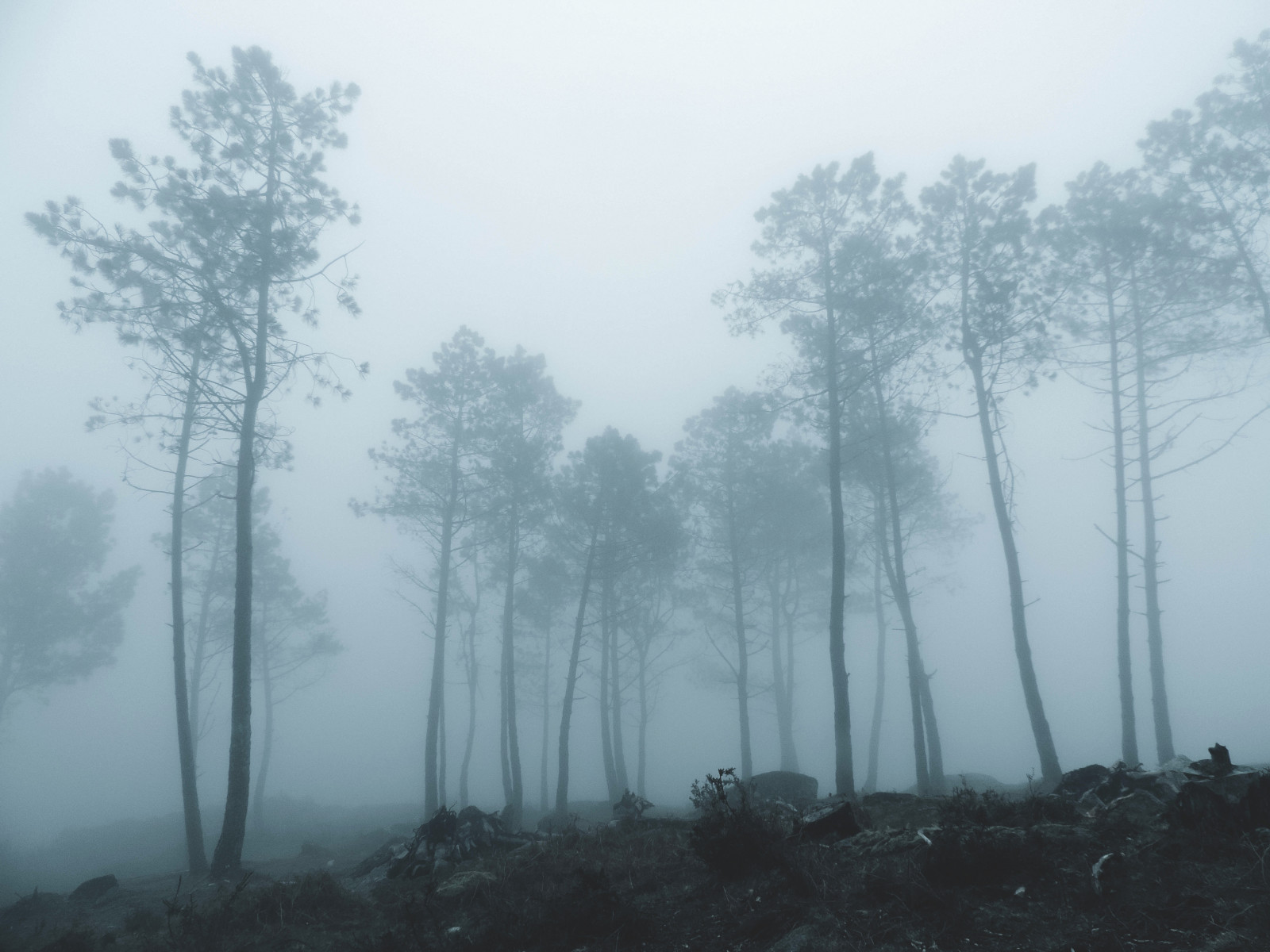 stromy, hora, Příroda, mlha, les, natureza, uklidnit, mám, serra, Wald, Floresta, nevoeiro, hra o trůny