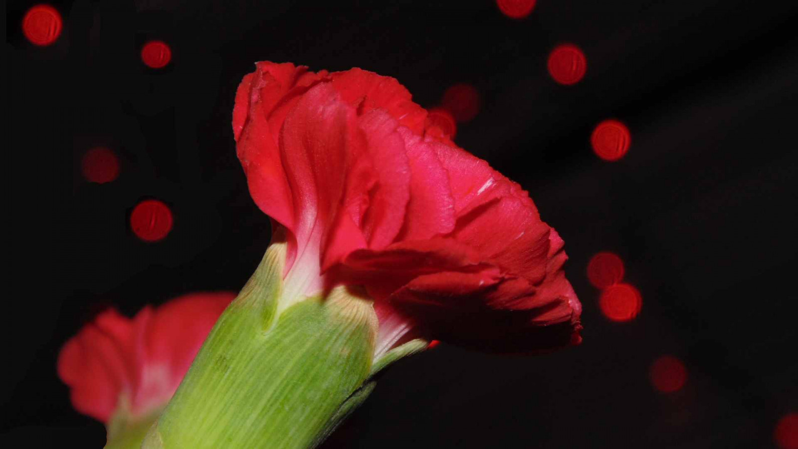 Wallpaper flowers, light, red, flower, love, beautiful, lights