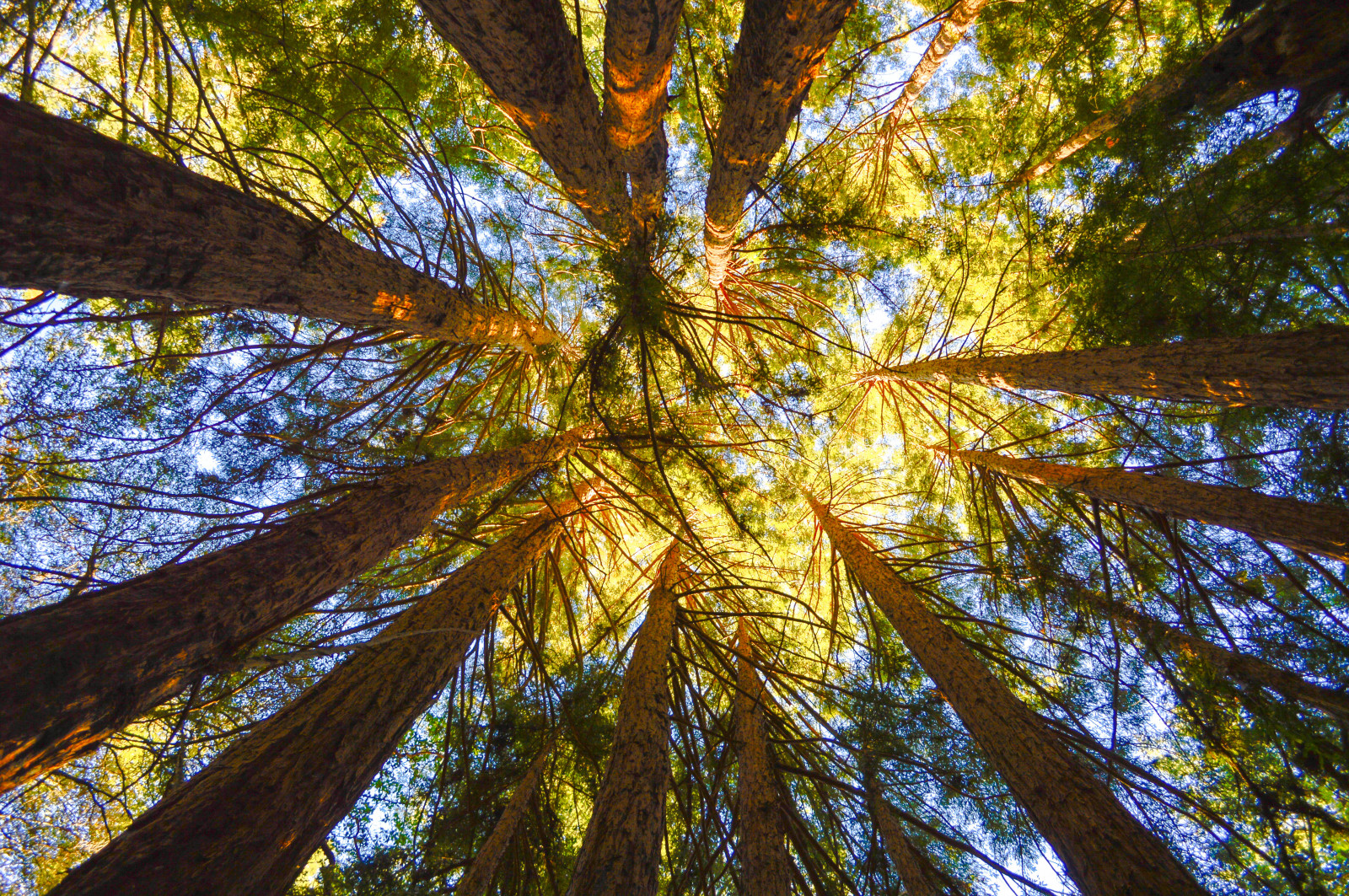 Wallpaper sunlight, trees, landscape, nature, watch, sky, road, branch, history, circle, Nikon