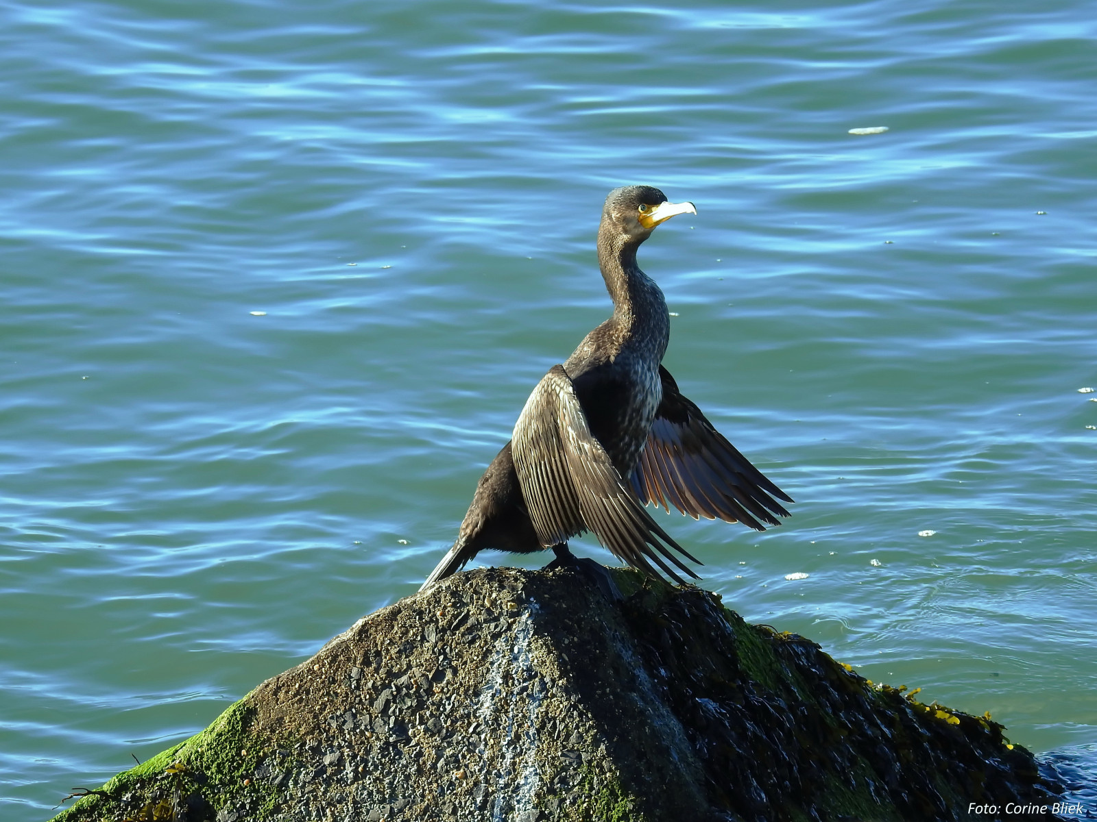 Volně žijících živočichů, Nikon, P900, ornitologie, pozorování ptáků, Pajaros, oiseaux, Aves