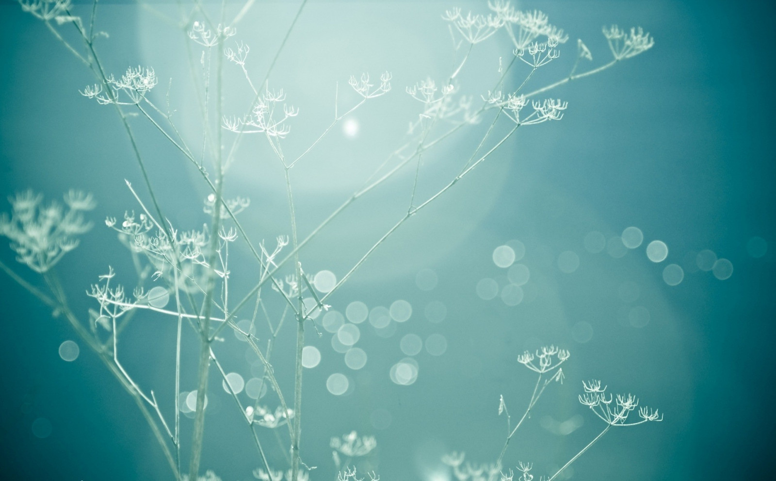 1920x1190 px, Flores