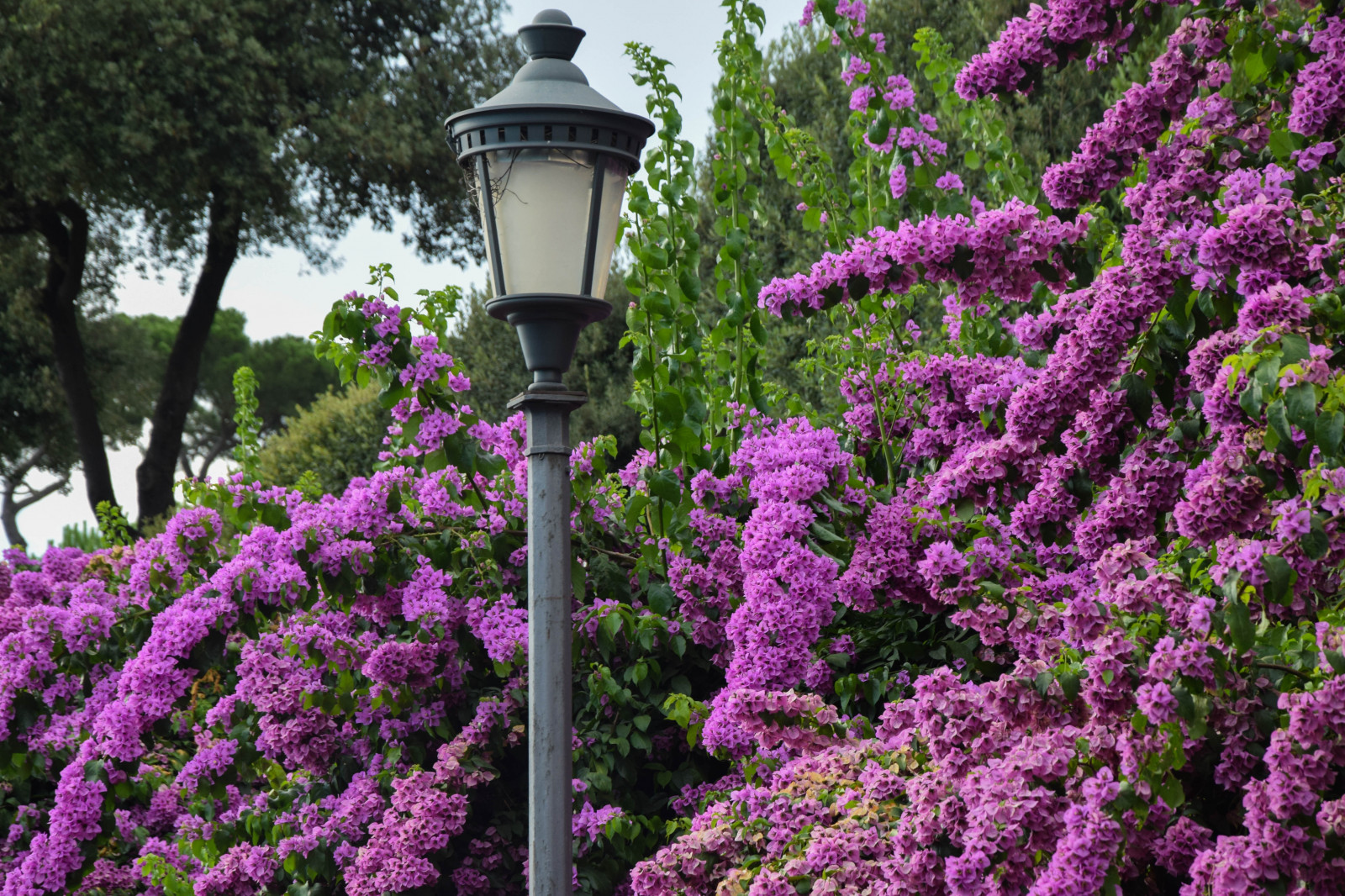 květiny, zahrada, město, Itálie, architektura, starověký, květ, Evropa, Řím, šeřík, květ, rostlina, flóra, rom, pradávné město, roma, villaborghese, botanika, suchozemská rostlina, kvetoucí rostlina, dřevina, keř