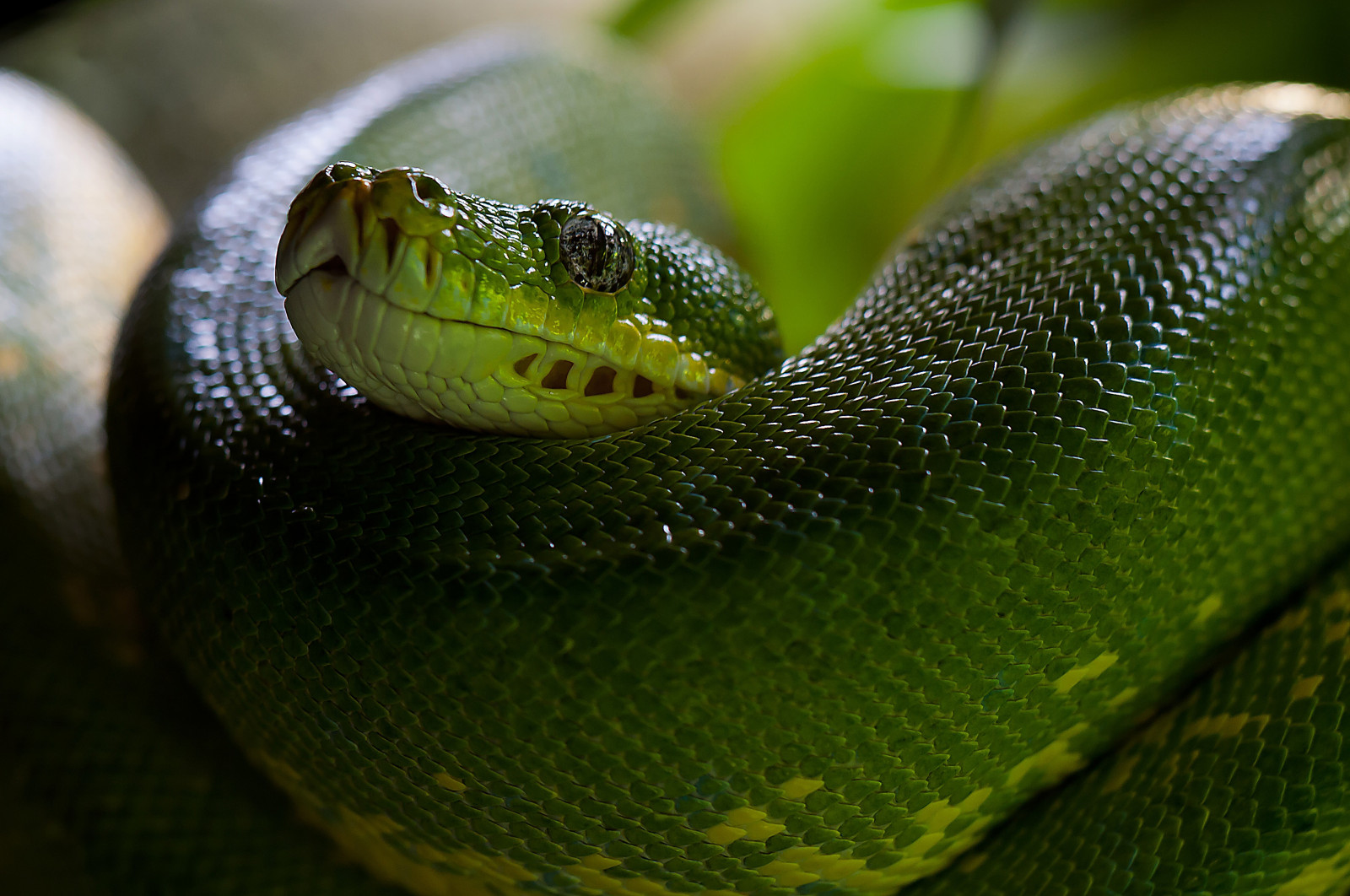 snake, green, wildlife, head, mamba, python, serpent, scales, reptile, fauna, vertebrate, close up, macro photography, scaled reptile, elapidae, lacertidae, lacerta, green lizard, western green mamba