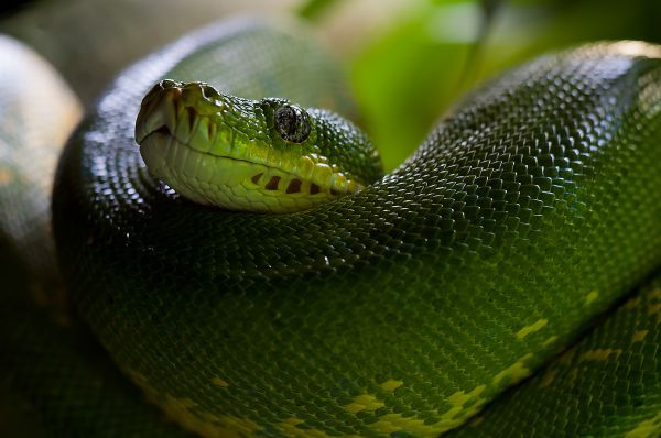 green,snake,wildlife,head,mamba,python
