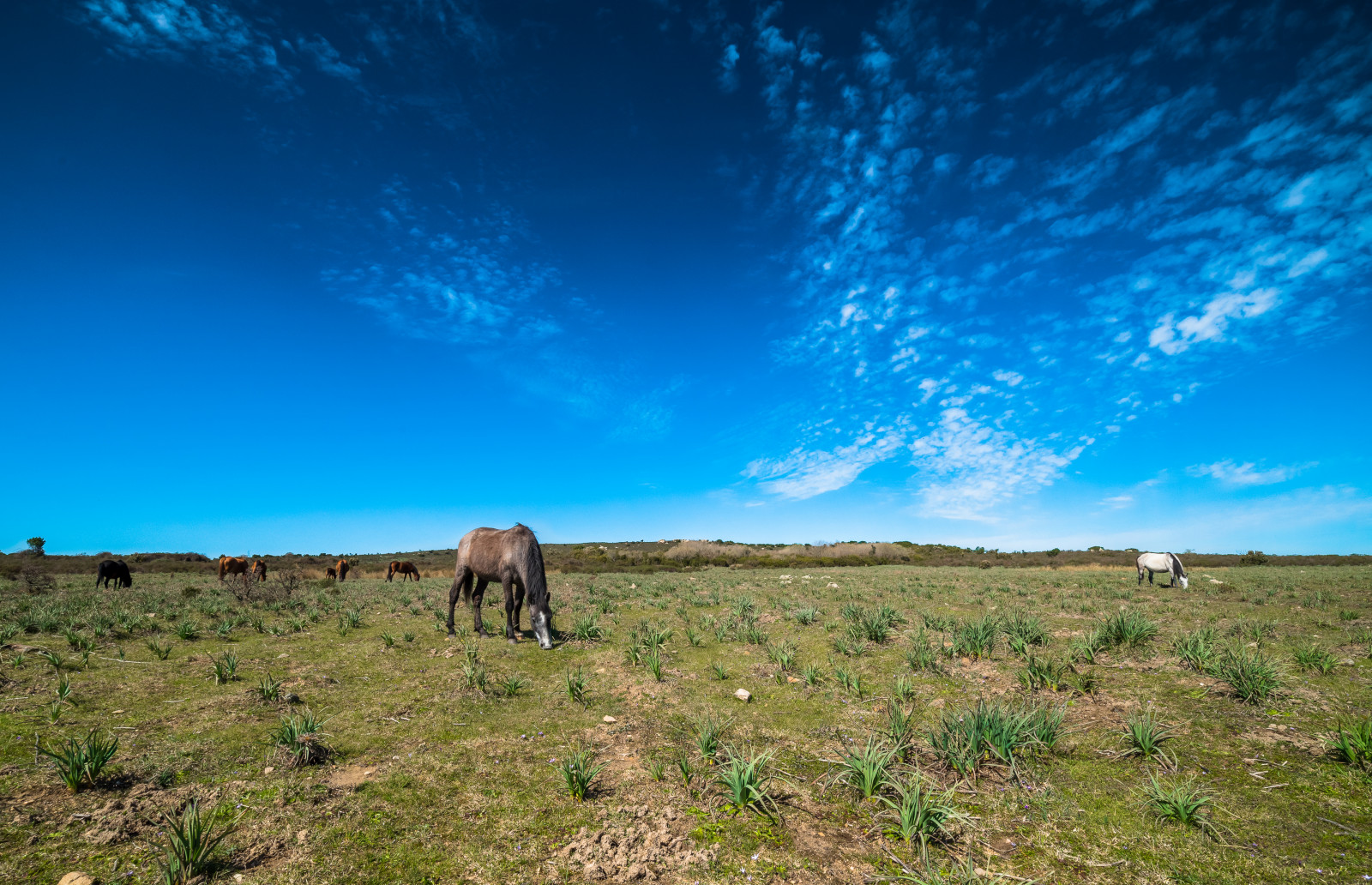 krajina, zvěř, zahrada, Itálie, kopec, Příroda, kůň, tráva, nebe, pole, fotografování, zelená, modrý, Volně žijících živočichů, horizont, národní park, divočina, Klid, mír, tundra, step, UMĚNÍ, expozice, mrak, Krásná, strom, zvíře, hora, květ, umělecký, lučina, divoký, krása, odpočinout si, koně, pastvina, Safari, klid, louka, prostý, fauna, sardegna, naturephotography, prérie, ranč, venkov, ekosystém, meteorologický jev, savana, křoviny, pastvisko, ekoregion, wildlifephotography, plant community