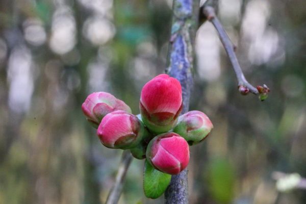 flowers,nature,branch,blossom,spring,tree