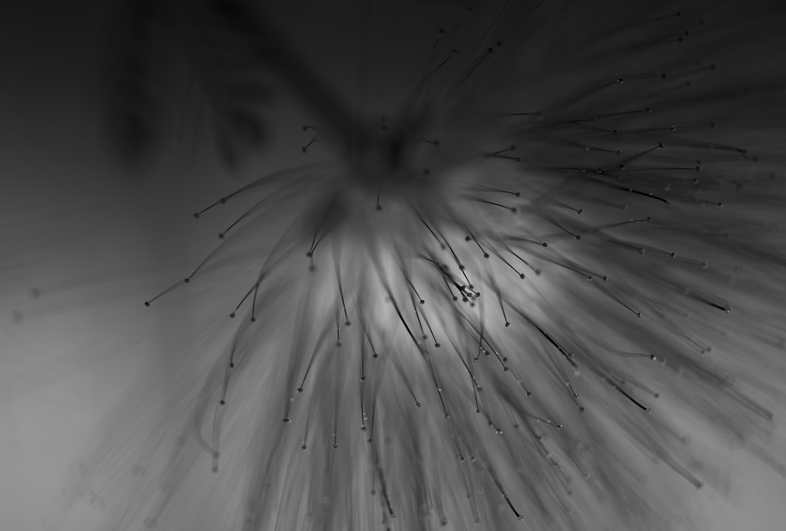 bianco e nero, bw, macro, stelle, fuochi d'artificio, mimosa, clamson