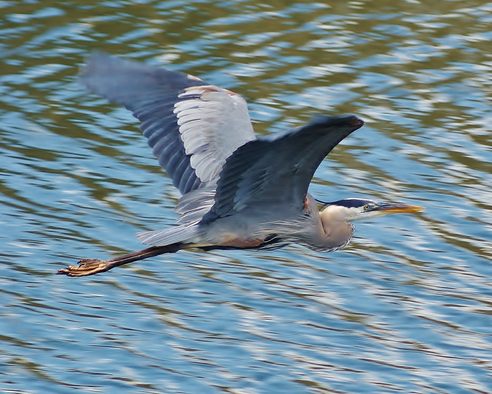 Wallpaper blue, flying, wildlife, Sony, Illinois, beak, mygearandme