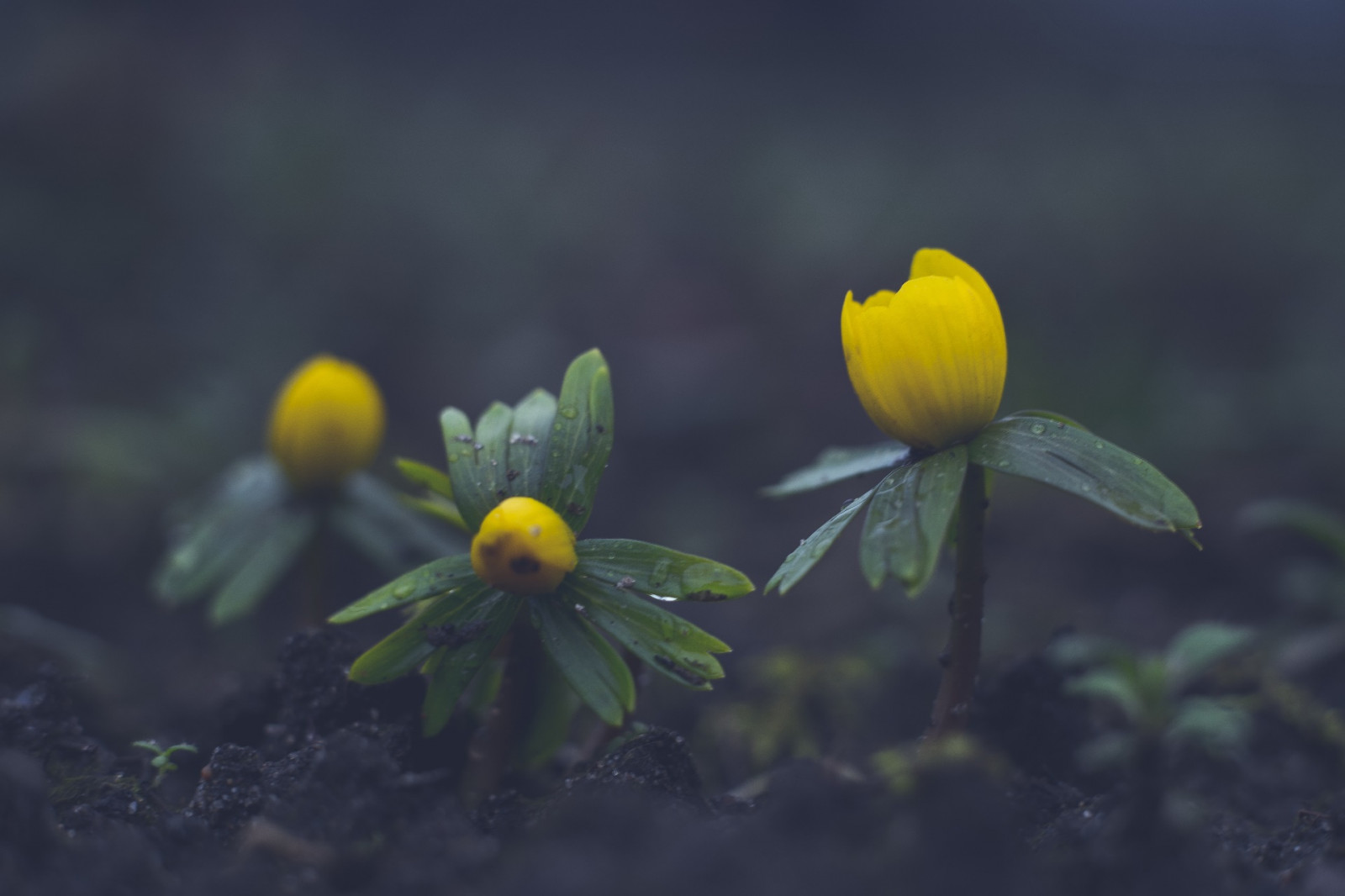 Wallpaper outdoors, yellow flowers, plants 1920x1280 WallpaperManiac 1783757 HD