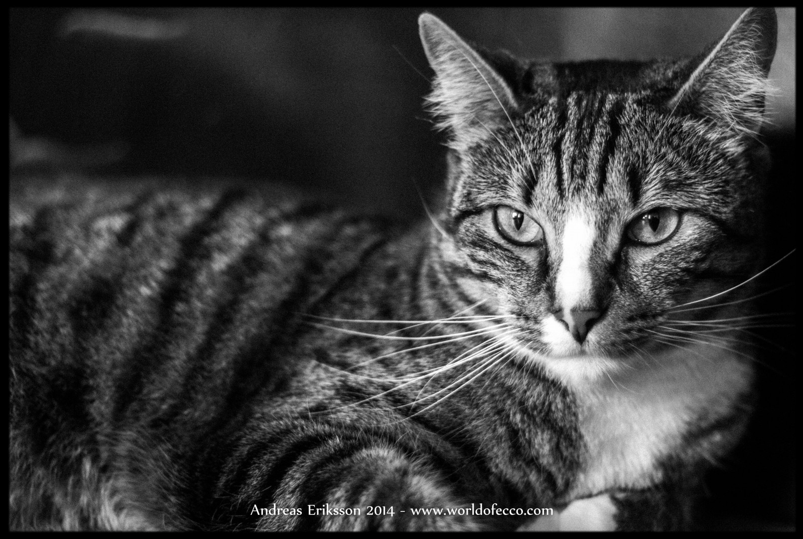 bílý, Černá, kočka, černobílý, oči, fotografování, tygr, Volně žijících živočichů, srst, kníry, divoká kočka, Soustředit se, Černý a bílý, zvíře, tělesné, oko, kotě, katt, fauna, savec, Černý a bílý, monochromatické fotografování, orgán, zblízka, kočka jako savci, čenich, malé až středně velké kočky, carnivoran, mourovatá kočka, domácí krátké vlasy kočka, Evropská krátkosrstá, americká krátkosrstá, Stipe, stock photography, dragon li