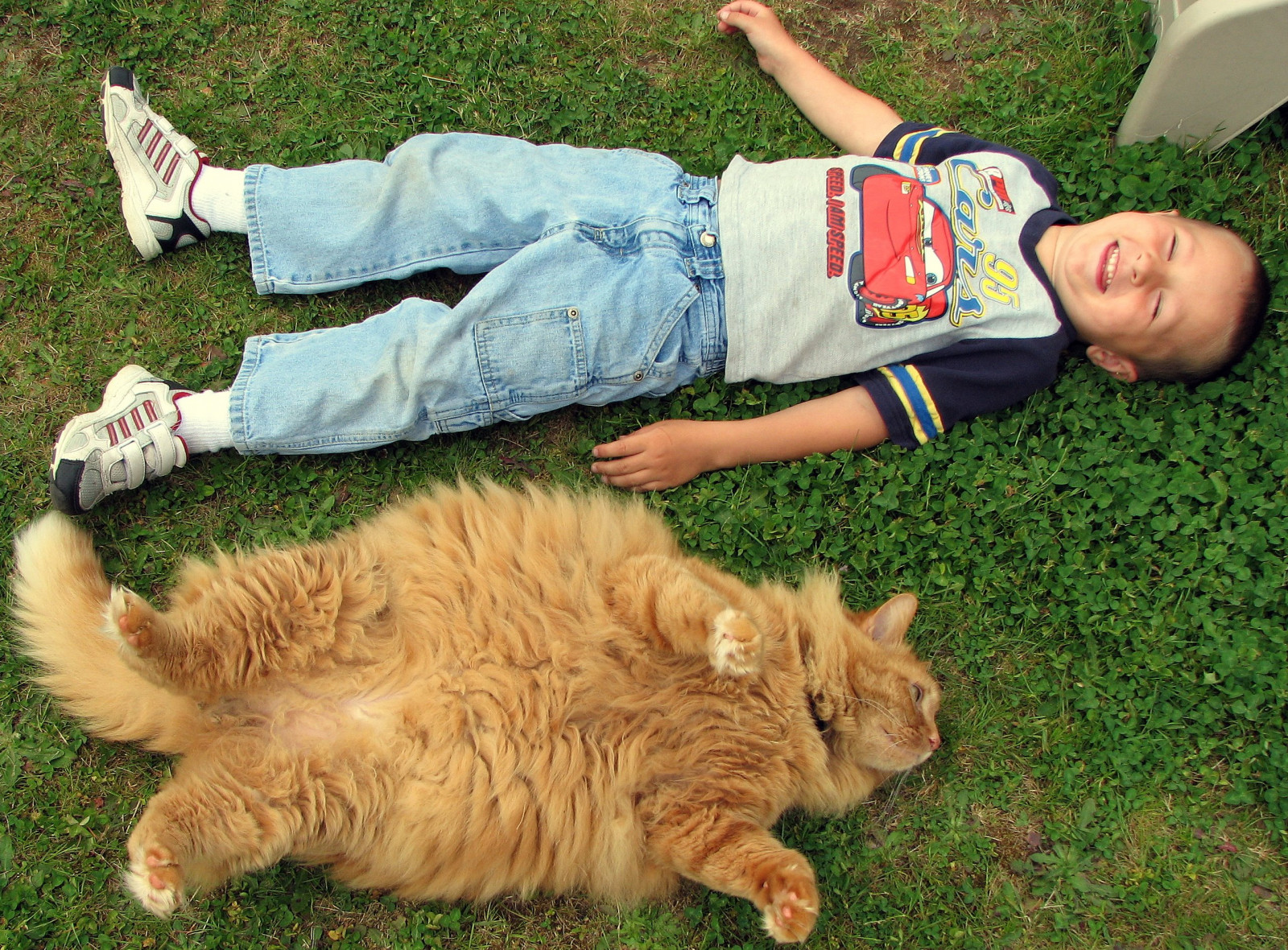Přátelé, chlupatý, domácí zvíře, kočky, Domácí mazlíčci, hrací, kočka, dítě, srstnatý, kamarádi, mastný, sumo, nejchladnější, válcování, obtloustlý, kterým se, hairball, instantfave, Cat1100, wowiekazowie, thebiggestgroupwithonlycats, Thefuzzyonez