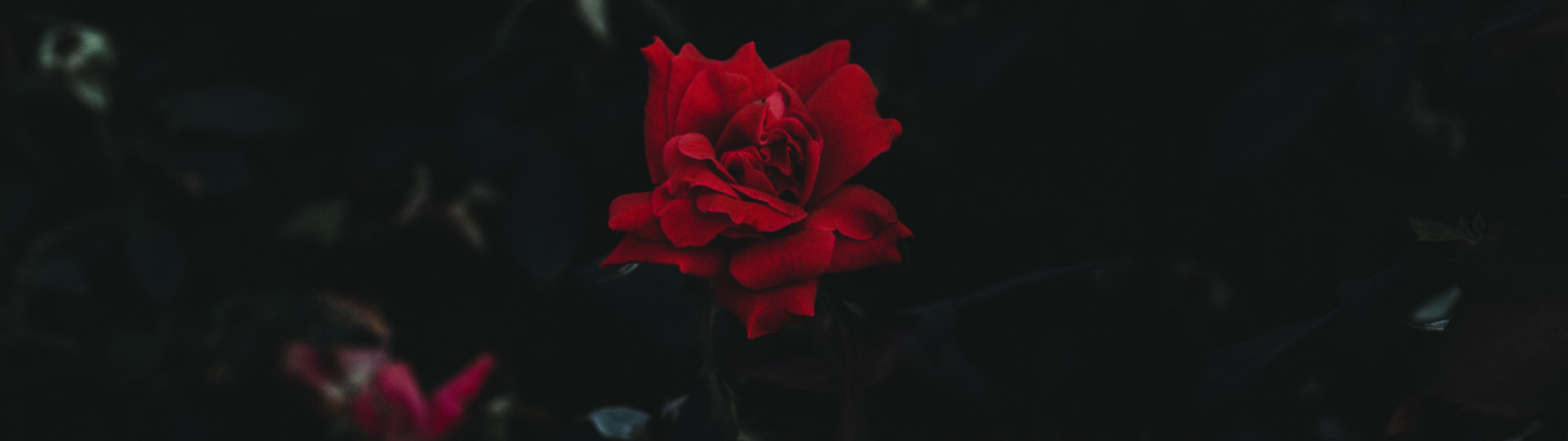 ultrawide, rose, nature