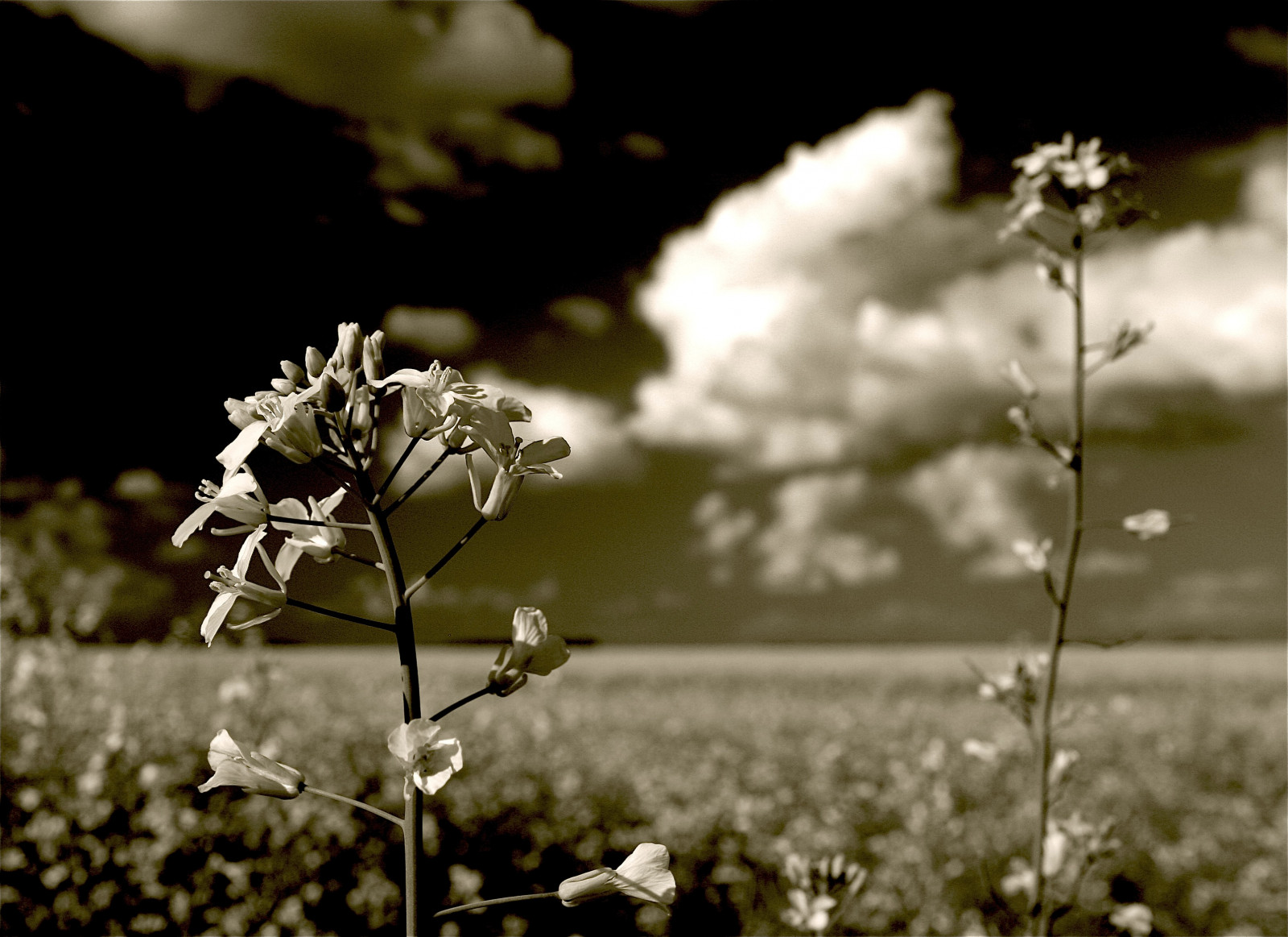 slunečnímu záření, černobílý, tráva, nebe, větev, sépie, květ, jaro, mrak, strom, květ, rostlina, flóra, řepka, HBW, mywinners, počítač tapeta, Černý a bílý, monochromatické fotografování, závod stonek, kerblík lesní, Manitoba, digitalagent, Canolafield