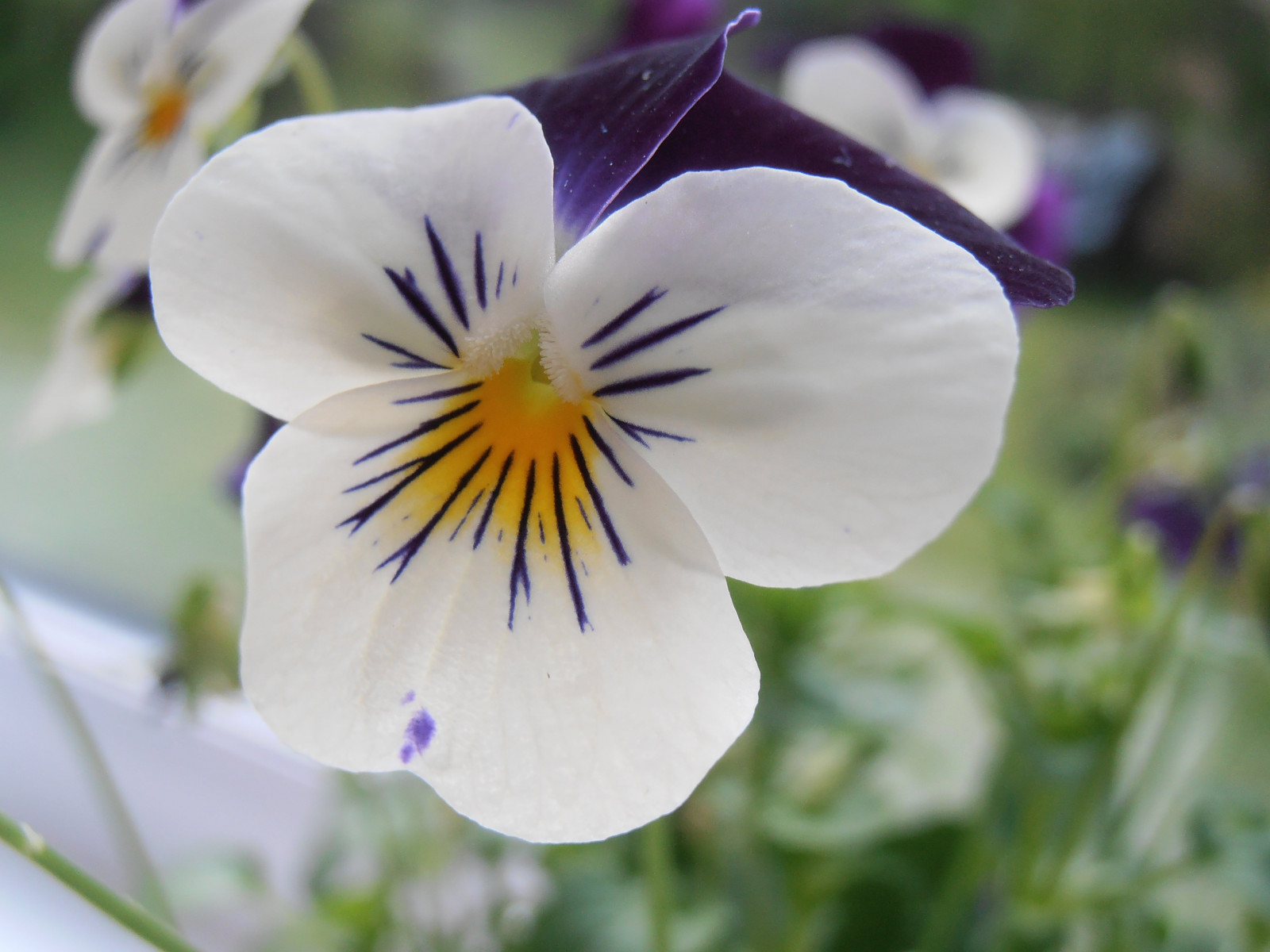 4288x3216 px, og, blomst, lilla, hvid