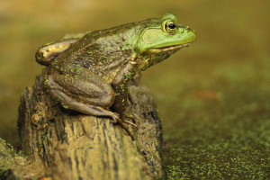 スライム デスクトップ壁紙 デスクトップ壁紙 Wallhere