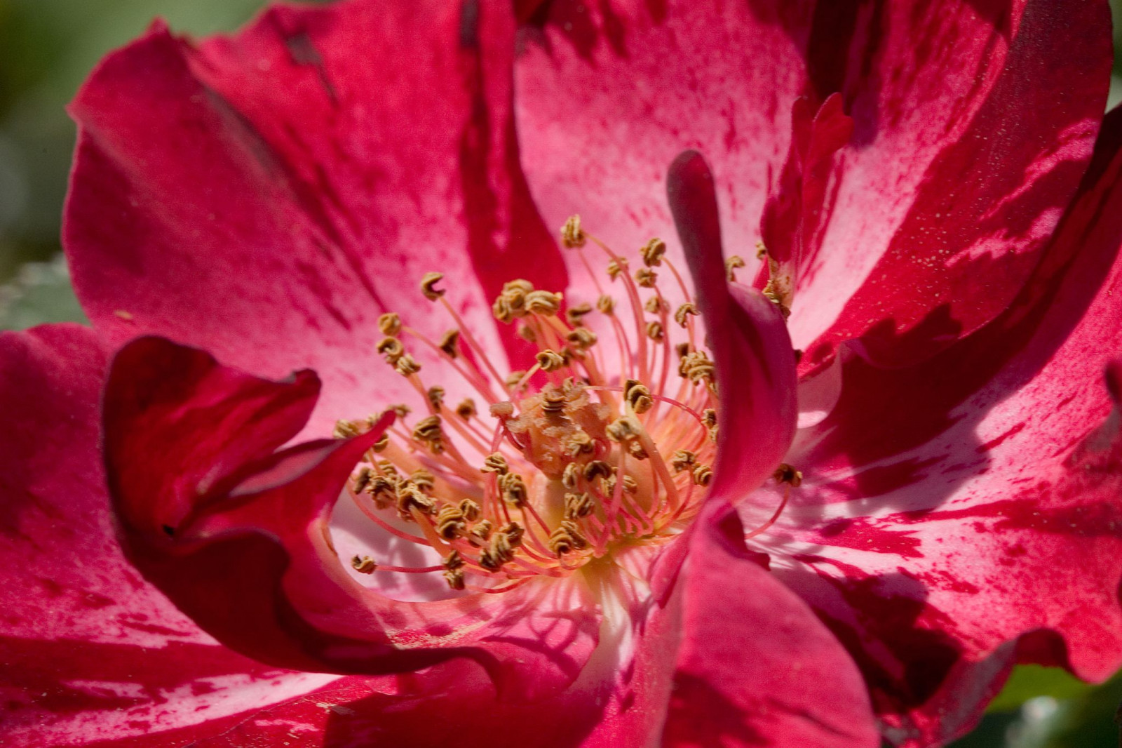 Wallpaper Canon, USA, pollen, blossom, pink, spring, magenta, Alabama