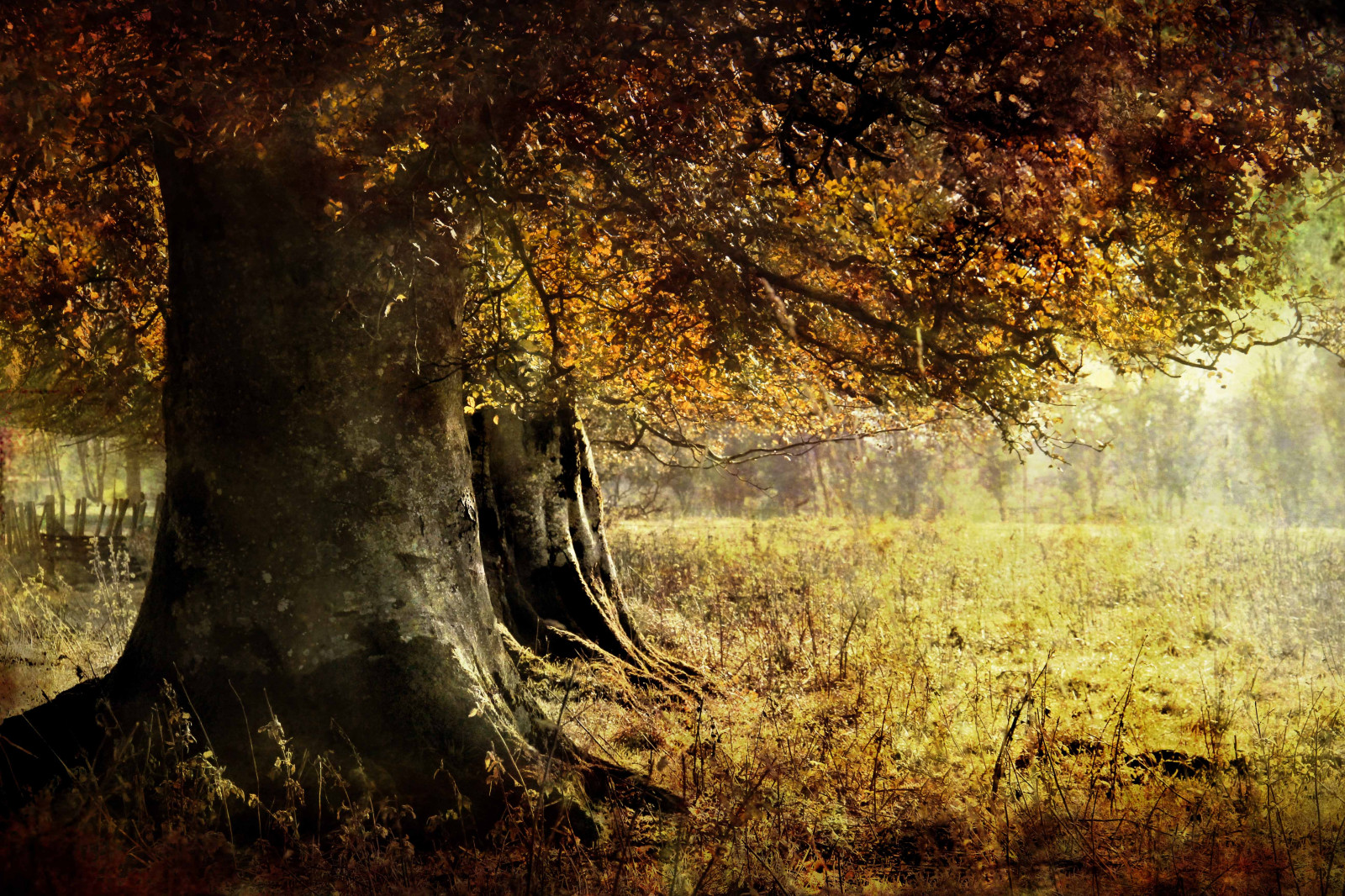 luce del sole, alberi, foresta, natura, riflessione, ramo, giallo, sera, mattina, struttura, oro, modificare, leggero, albero, autunno, foglia, fiore, pianta, stagione, colore, oscurità, viaggio, bosco, habitat, ambiente naturale, fenomeno atmosferico, sfondo del computer, pianta legnosa, credere, bk, zusammen