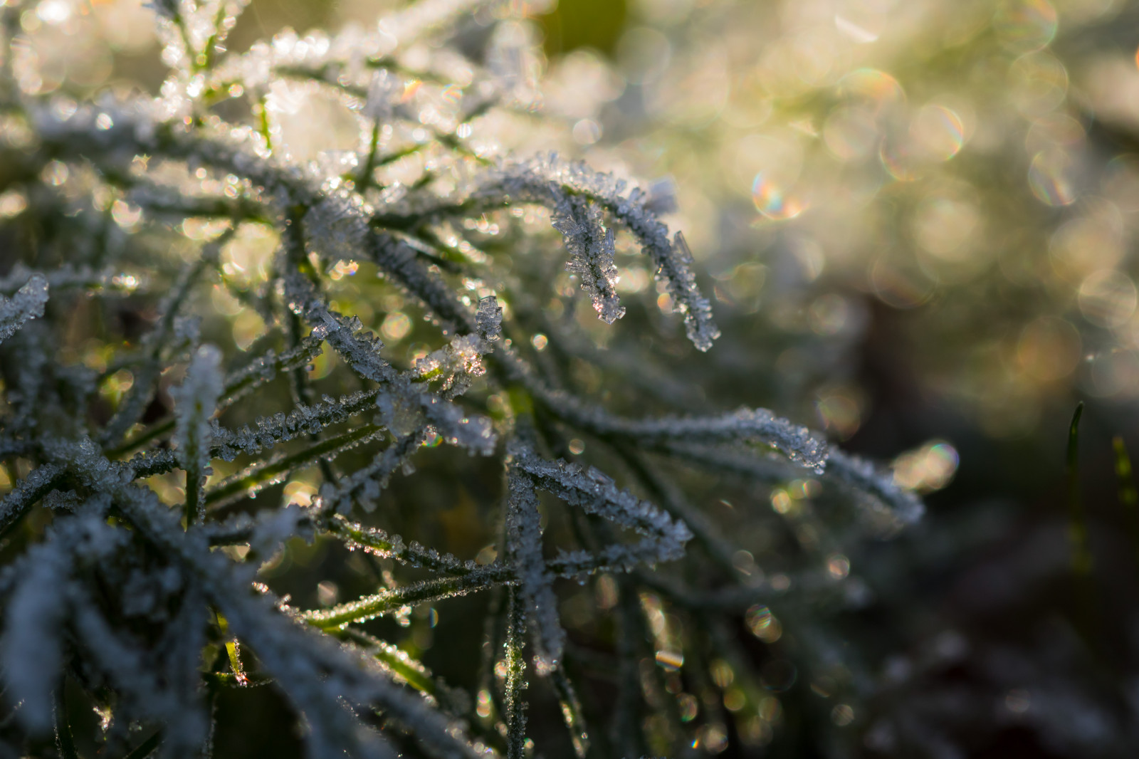 slunečnímu záření, les, voda, Příroda, tráva, sníh, zima, makro, větev, zelená, Studený, mráz, Volně žijících živočichů, květ, rosa, strom, podzim, list, květ, rostlina, sezóna, flóra, makro, natur, kallt, exif modelu canoneos760d, geocountry, Kamera aby kánon, geocity, Model fotoaparátu canoneos760d, geostate, geolocation, exif aby kánon, EXIF isospeed 100, EXIF otvor 45, exif focallength 100mm, EXIF ef100mmf28lmacroisusm čočka, větvička, botanika, dřevina, zblízka, makro fotografie, vlhkost