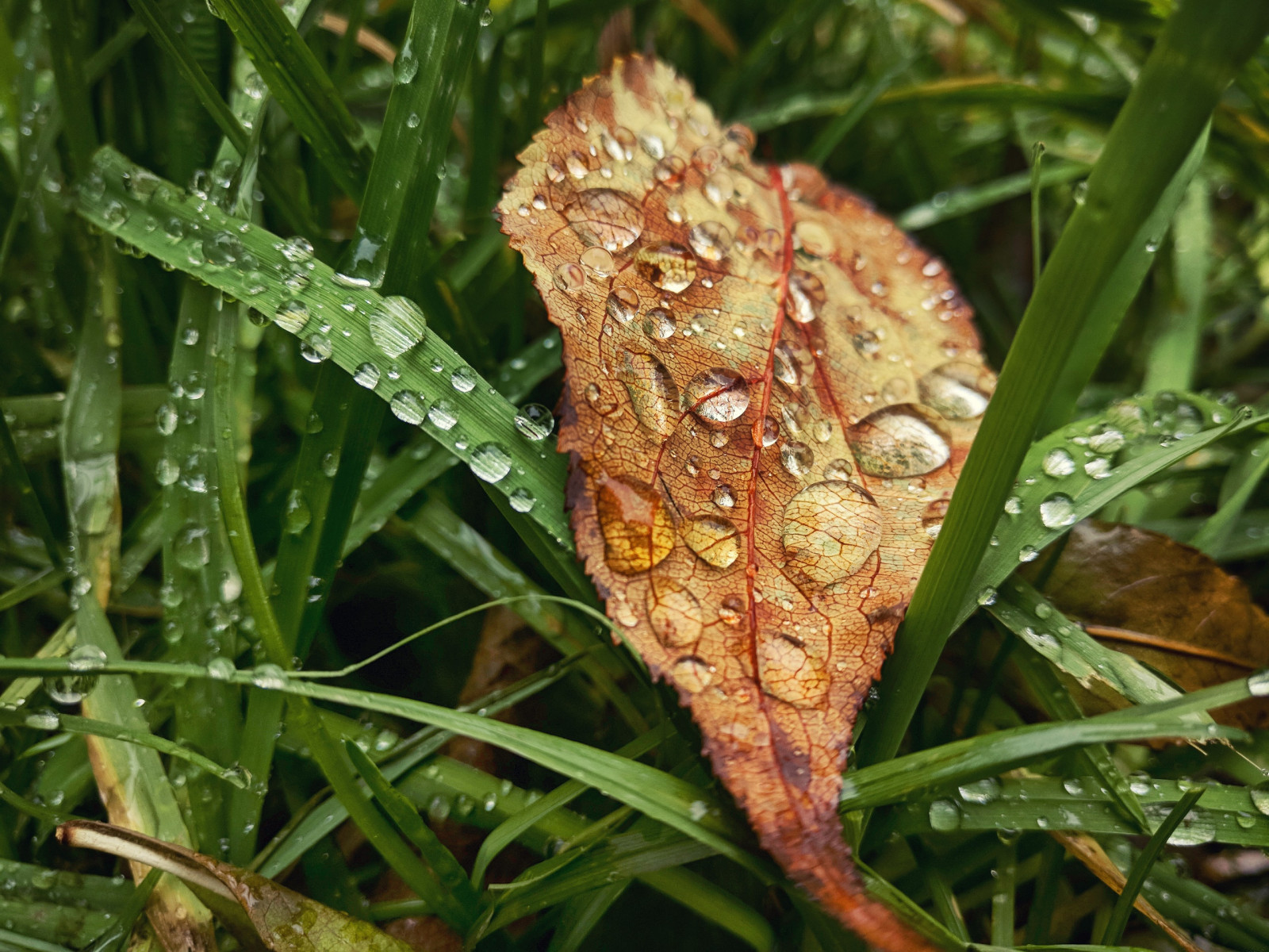 壁纸 2560x19像素 秋季 树叶 植物 水滴2560x19 Wallbase 电脑桌面壁纸 Wallhere 壁纸库
