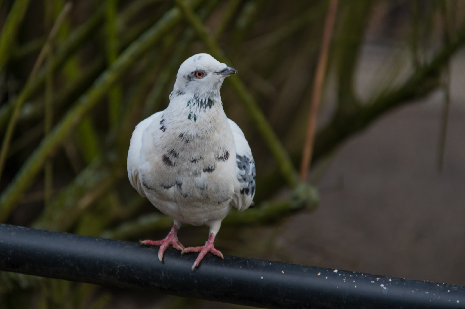 větev, Volně žijících živočichů, holubice, zobák, pták, f gel, Duva, fauna, prohlížení pták, obratlovců, zblízka, doupňák, holubi a holubice