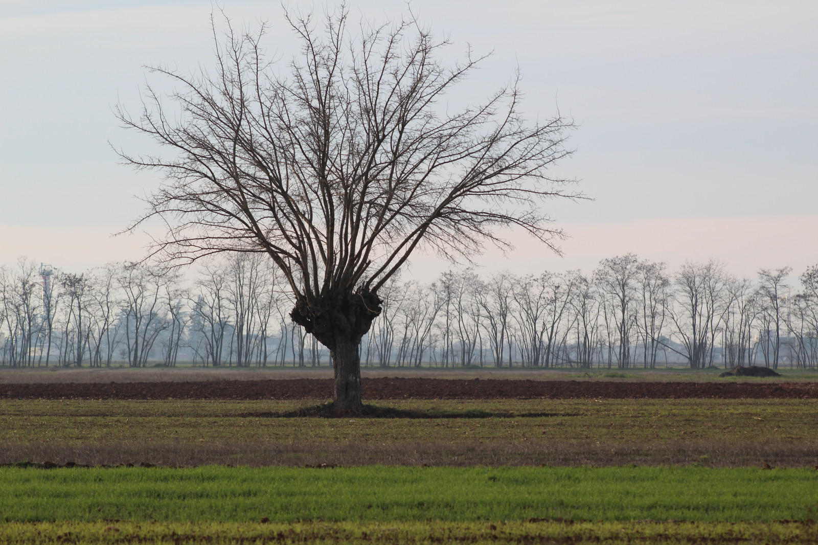 slunečnímu záření, krajina, Itálie, Příroda, tráva, nebe, zima, pole, větev, ráno, sama, Svatozář, panoráma, step, Úroveň, mokřadní, barva, strom, lučina, rostlina, fotografie, Italia, barva, větve, pole, fotografie, úrovně, louka, prostý, pic, prérie, háj, bažina, venkov, dřevina, tráva rodina, savana, naturephoto, ekoregion, bažina, rami, moruše, Láskavost, Mulberrytree, Gelso