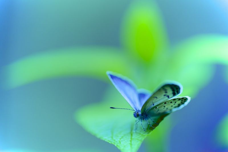 zvěř, Příroda, fotografování, makro, hmyz, motýl zvěř, Příroda, fotografování, makro, hmyz, motýl