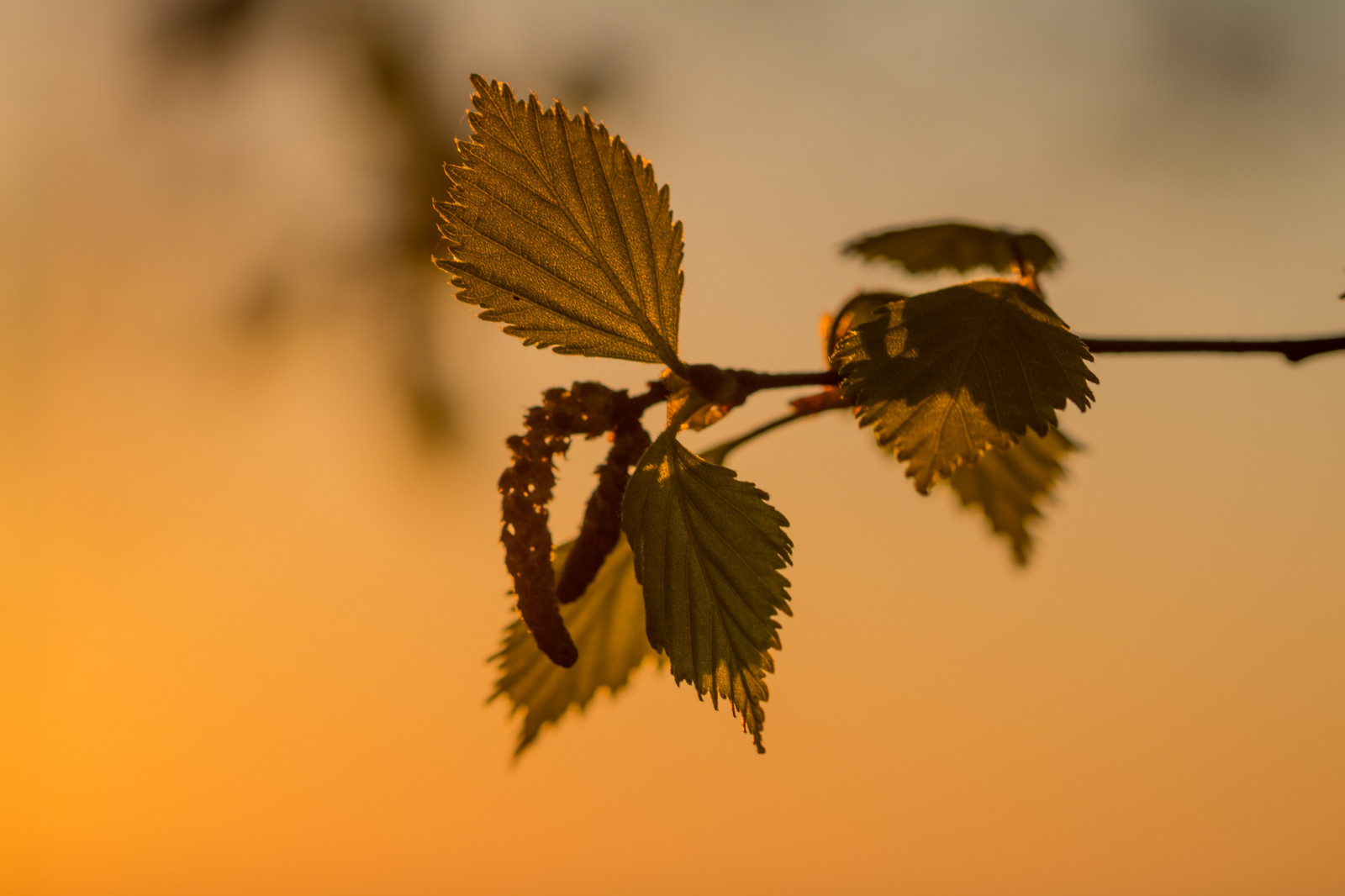 แสงแดด, ธรรมชาติ, สาขา, แมลง, สีเหลือง, เช้า, เรณู, ไม้เรียว, Bj rk, เบา, ต้นไม้, ฤดูใบไม้ร่วง, ใบไม้, ดอกไม้, รุ่งอรุณ, ปลูก, ฤดู, goldenhour, พืช, ljus, l v, s dersl tt, gryning, exif model canoneos760d, ประเทศธรณีวิทยา, กล้องทำให้ Canon, geocity, กล้องรุ่น canoneos760d, geostate, ตำแหน่งทางภูมิศาสตร์, exif ทำให้ canon, exif isospeed 100, ความยาวโฟกัส Exif 100mm, รูรับแสง 50, เลนส์ exif100mmf28lmacroisusm, gyllenetimmen, h ngbj rk, ปีก, สัตว์ป่า, กิ่งไม้, ใกล้ชิด, การถ่ายภาพมาโคร