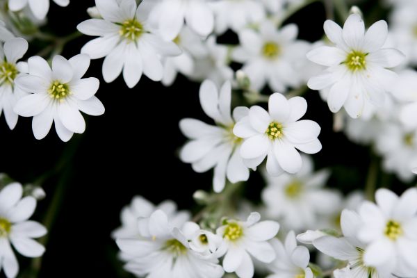 flowers,plant,buds