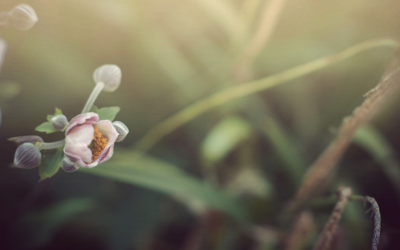 日光, フラワーズ, 自然, 植物, 写真, マクロ, ブランチ, 緑, 花, 葉, 花, 工場, フローラ, 芽, 花弁, ワイルドフラワー, 植物学, 陸上植物, 開花植物, 閉じる, マクロ撮影, 植物の茎