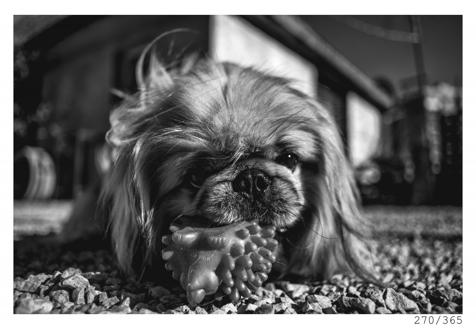 เม่น, หมา, สุนัขเล็ก ๆ, เล็ก, ลูกบอล, ของเล่น, Pekingese, imperialpekingese, เคี้ยว, photo365, โครงการ 365, แนวตั้ง, portraitunlimited, onephotoaday, วันละครั้ง, 365, 35 นาที, 365 ช่ำชอง, 365 โครงการ, d800, dailyphoto, วัน, dof, domastic, bw, ดำและขาว, ดำ, ดำขาว, สวย, สีขาว, nikond800, nikkor, ดี, naturallight, nikkor28mm, 28 มม, 28 มม. 28, f28, n, monocrome, ขาวดำ