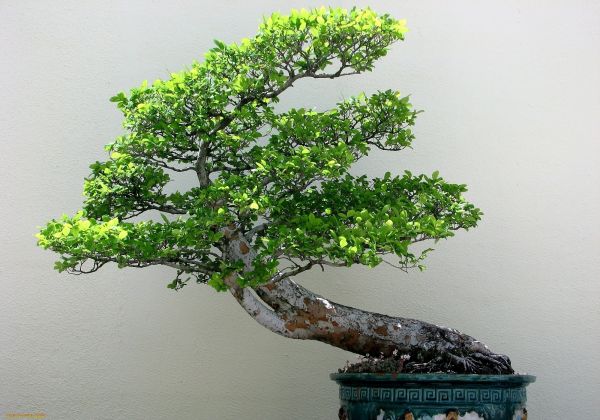 bonsai, nature, plants, trees, 2000x1400 px