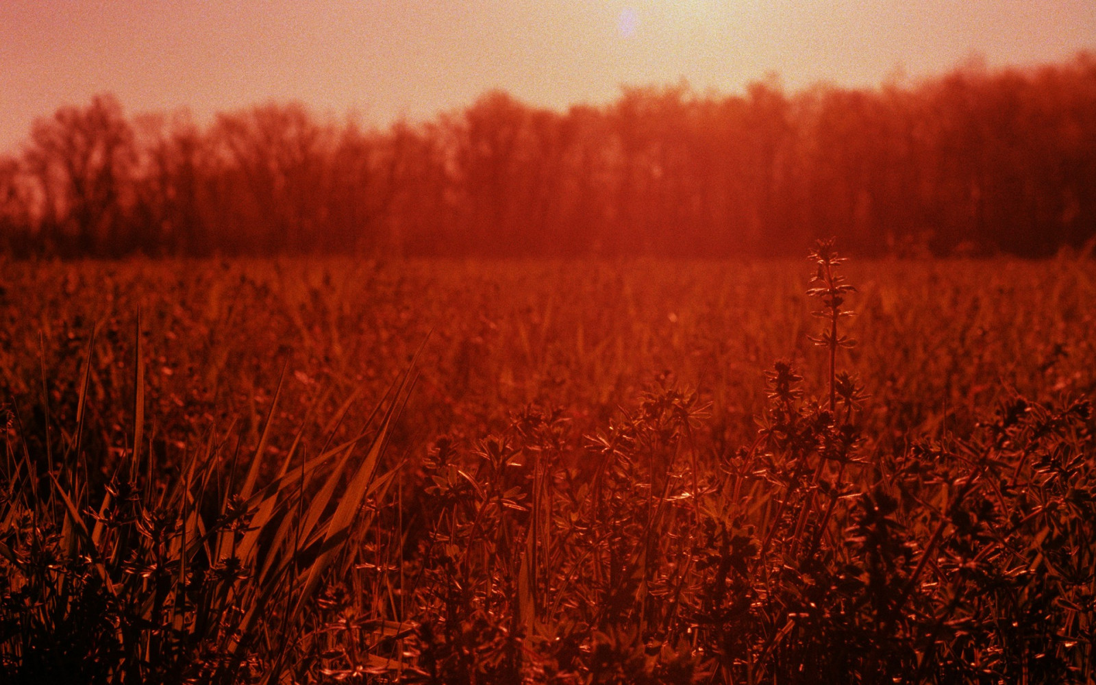 slunečnímu záření, západ slunce, Příroda, Červené, tráva, pole, svítání, večer, ráno, slunce, horizont, soumrak, strom, podzim, list, květ, svítání, rostlina, sezóna, zemědělství, 1920x1200 px, prérie, půda, místo výskytu, přírodní prostředí, atmosférický jev, tráva rodina