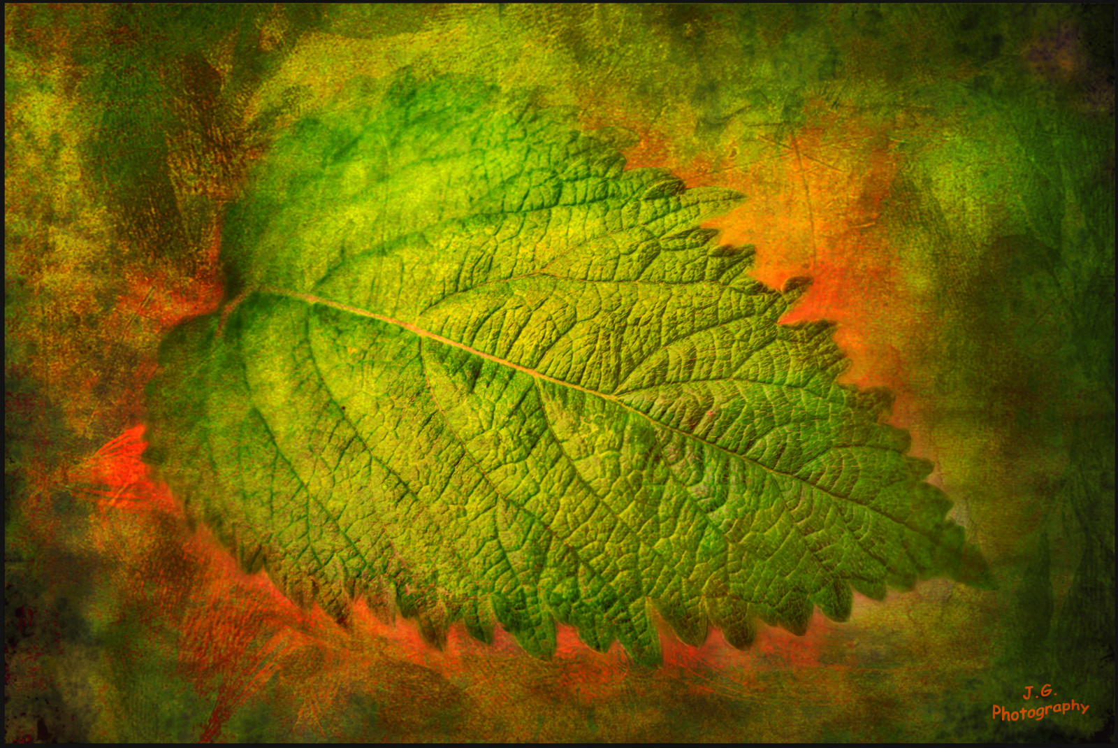 rosso, macro, verde, struttura, Photoshop, Canone, foglia, perfezionare, artistico, eredità, il, fineartphotos, abigfave, platinumphoto, texturedlayers, concordians, theperfectphotographer, thesuperbmasterpiece, rubyphotographer, awardtree, canoneosdigitalxsi, miasexcellence, qualitysurroundings, daarklands, magicunicornverybest, selectbestfavorites