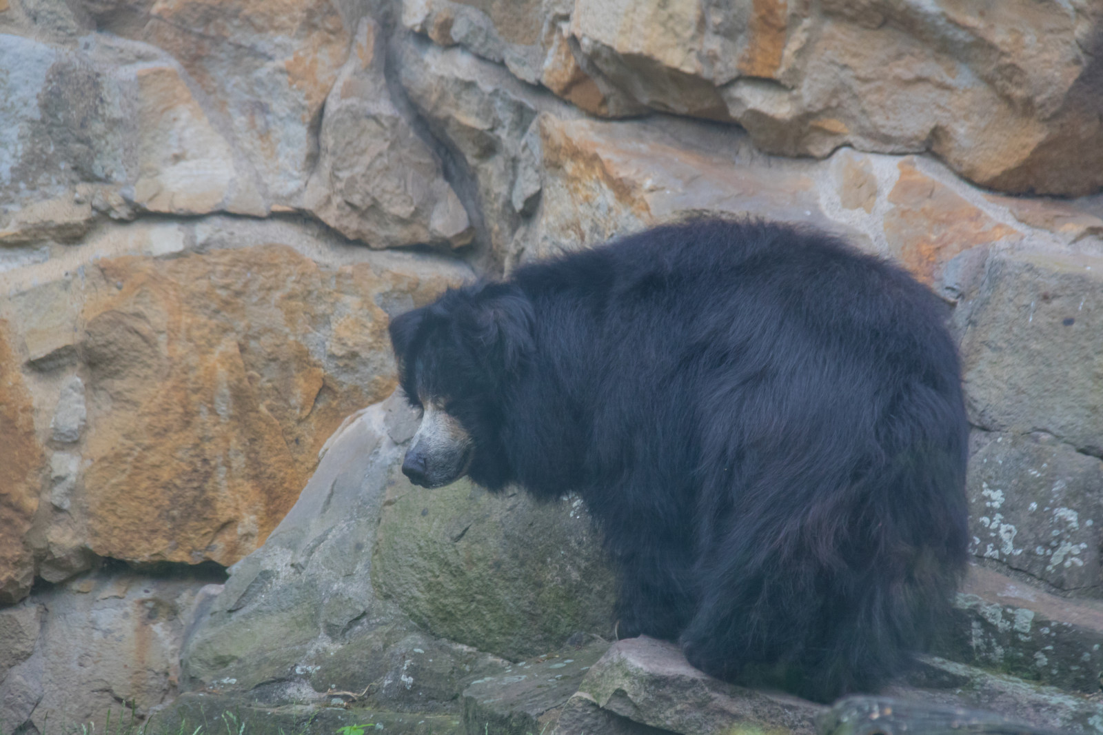 Tyskland, dyreliv, Zoo, Berlin, Gråbjørn, dyr, fugl, djur, tyskland, deutschland, zoologiske, berlinszoo, f gel, berlinzoo, zooberlin, Djurpark, bjørn, fauna, pattedyr, rekreation, friluftsliv