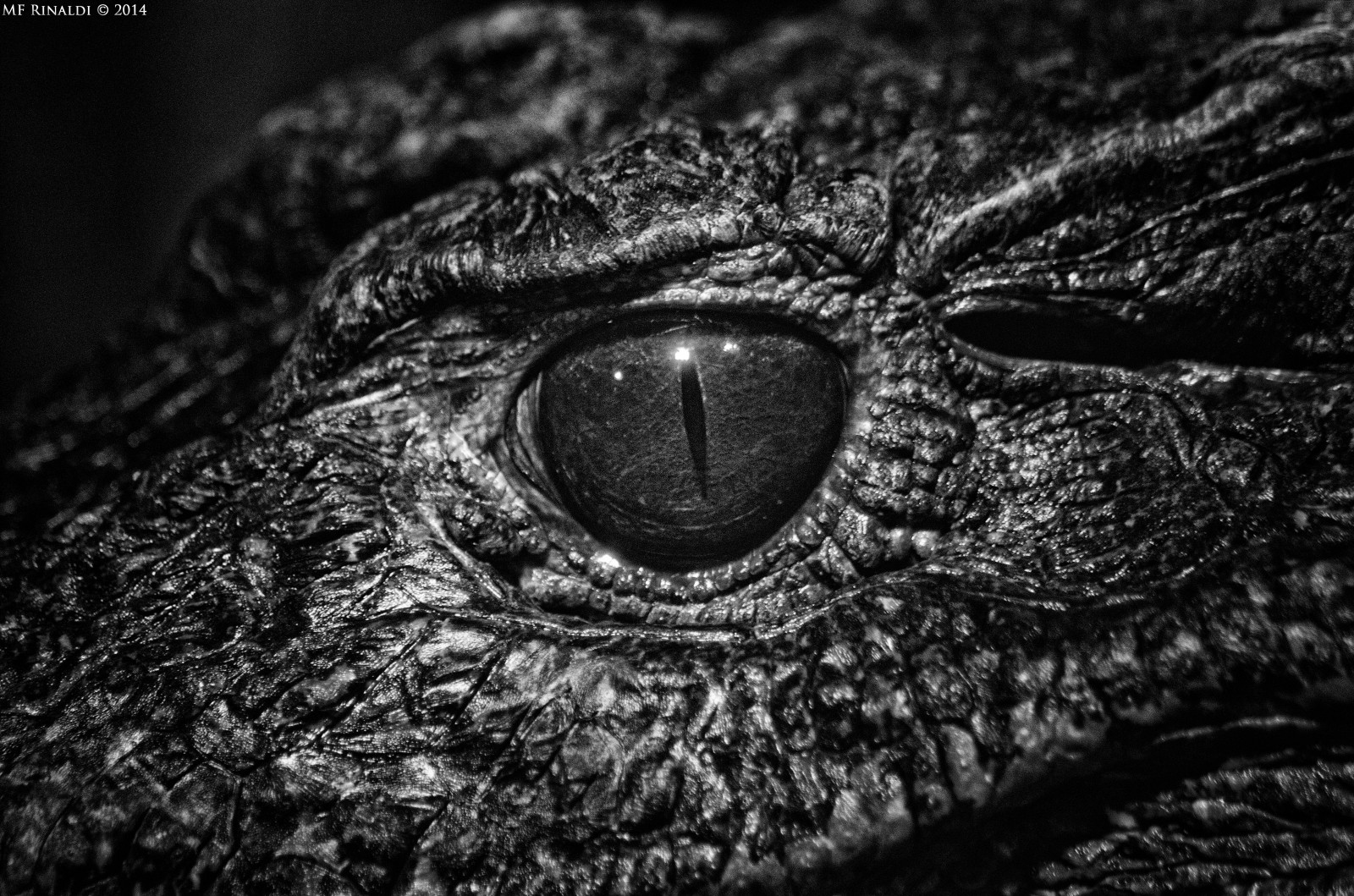 nero, bianco e nero, fotografia in bianco e nero, avvicinamento, fotografia, fotografia macro, monocromo, organismo, rettile, natura, oscurità, still life, grugno, stock photography, sfondo del computer