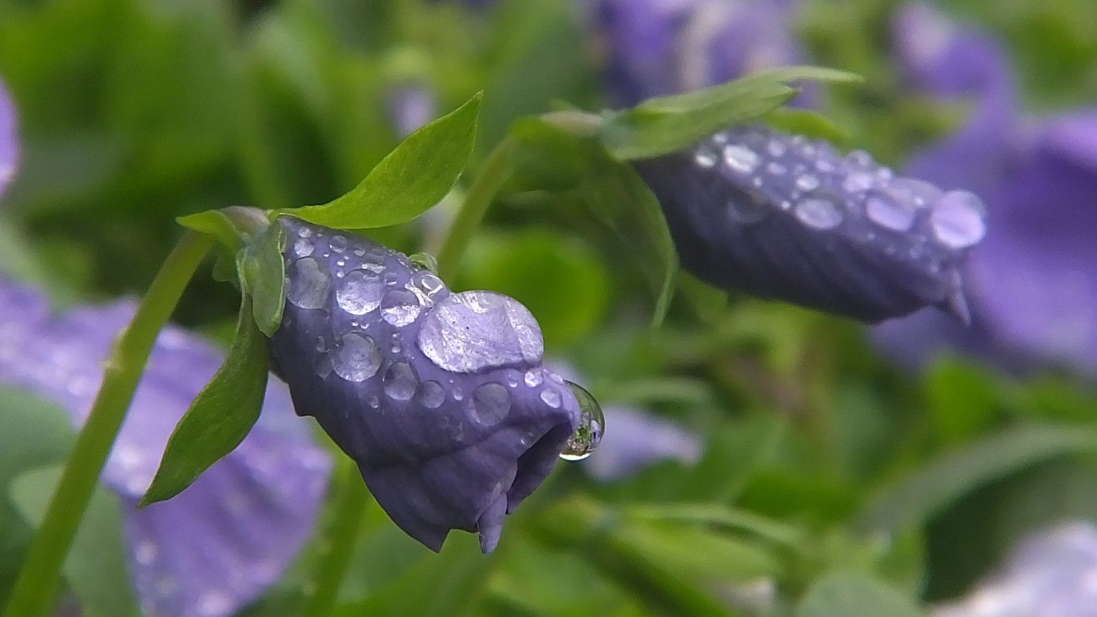 acqua, fiore, flora, far cadere, pianta, rugiada, foglia, fotografia macro, avvicinamento, umidità, famiglia Bellflower, pianta annuale, pianta erbacea, famiglia viola, campanula