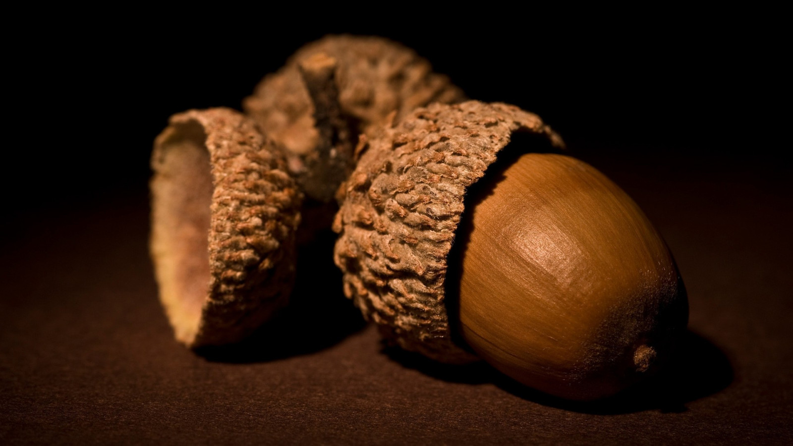 élelmiszer, természet, fényképezés, faipari, makró, makk, levél növényen, virág, növény, kéz, kókuszdió, gyárt, bezár, makró, csendélet fotózás