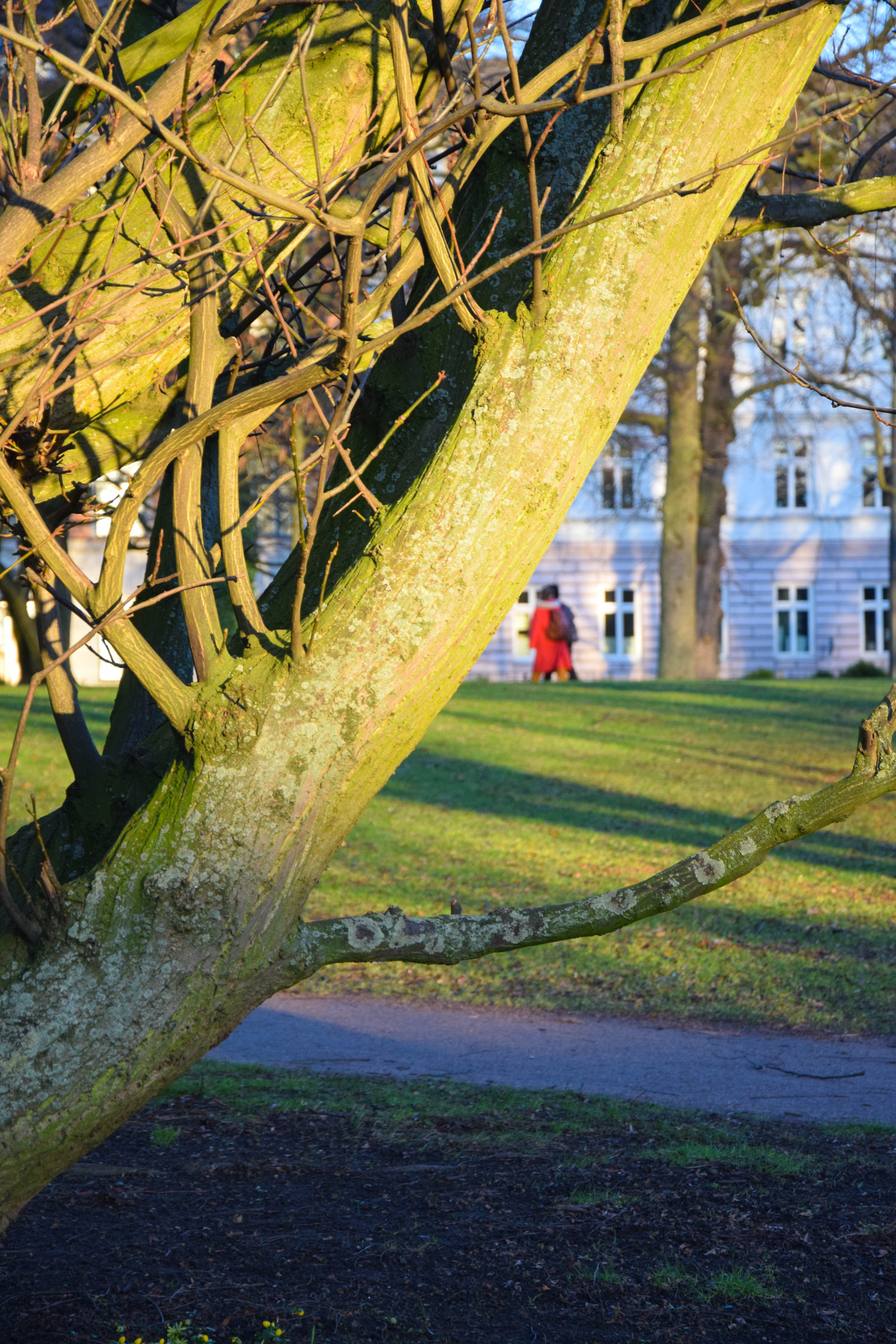 slunečnímu záření, lidé, zahrada, město, Příroda, odraz, tráva, park, zelená, ráno, Švédsko, Sverige, strom, podzim, list, květ, rostlina, venkovní, cityview, sezóna, flóra, sk nel n, se, Kungsparken, euorpe, Malmo, urbannature, trávník, venkov, botanika, dřevina